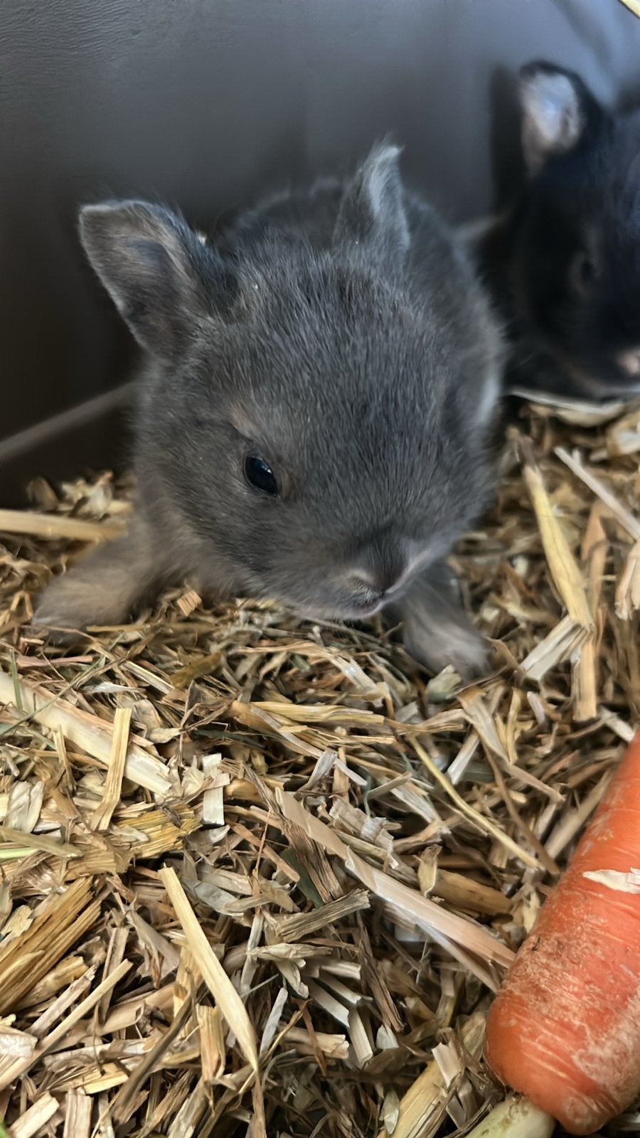 Jonge konijntjes, Meerdere dieren, Klein, 0 tot 2 jaar