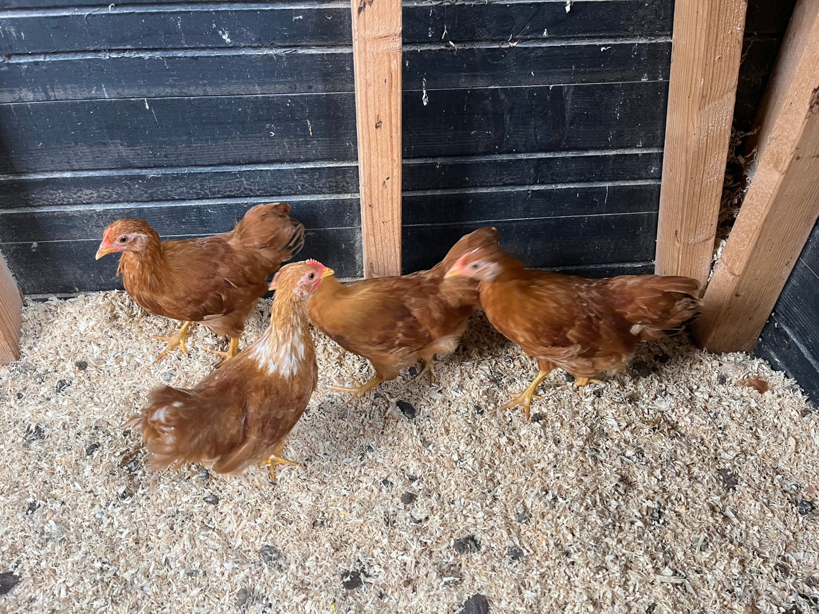 Toom New Hampshire kriel 3 hennen en 1 haan, Dieren en Toebehoren, Pluimvee, Meerdere dieren, Kip
