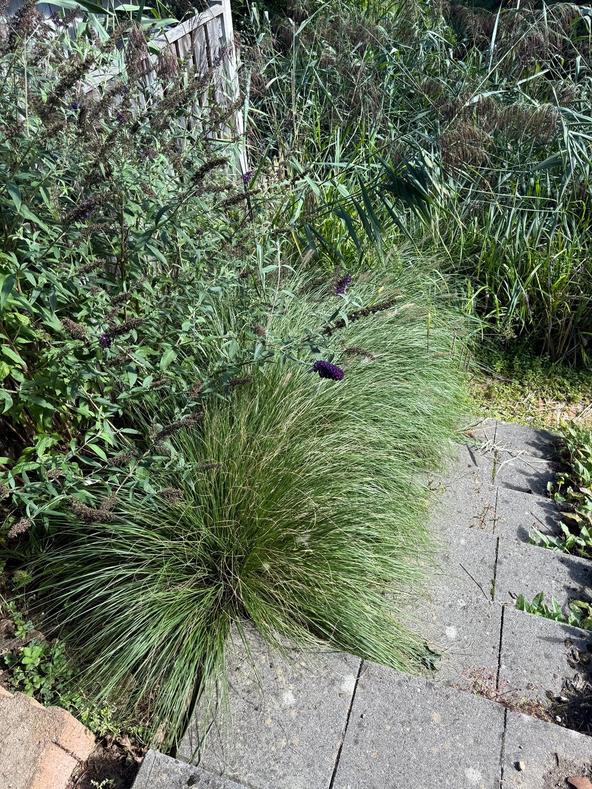 Siergrassen, Ophalen, Volle zon, Vaste plant, Siergrassen