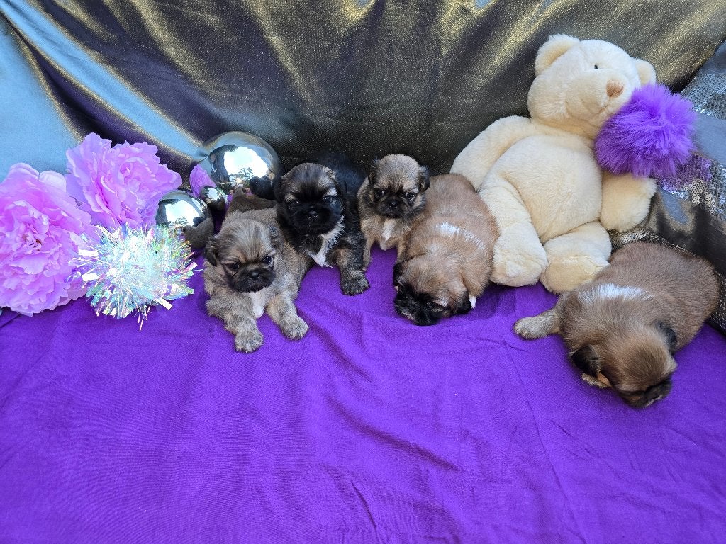 Prachtige Pekingees pups, Parvo, 8 tot 15 weken, Meerdere, Meerdere dieren