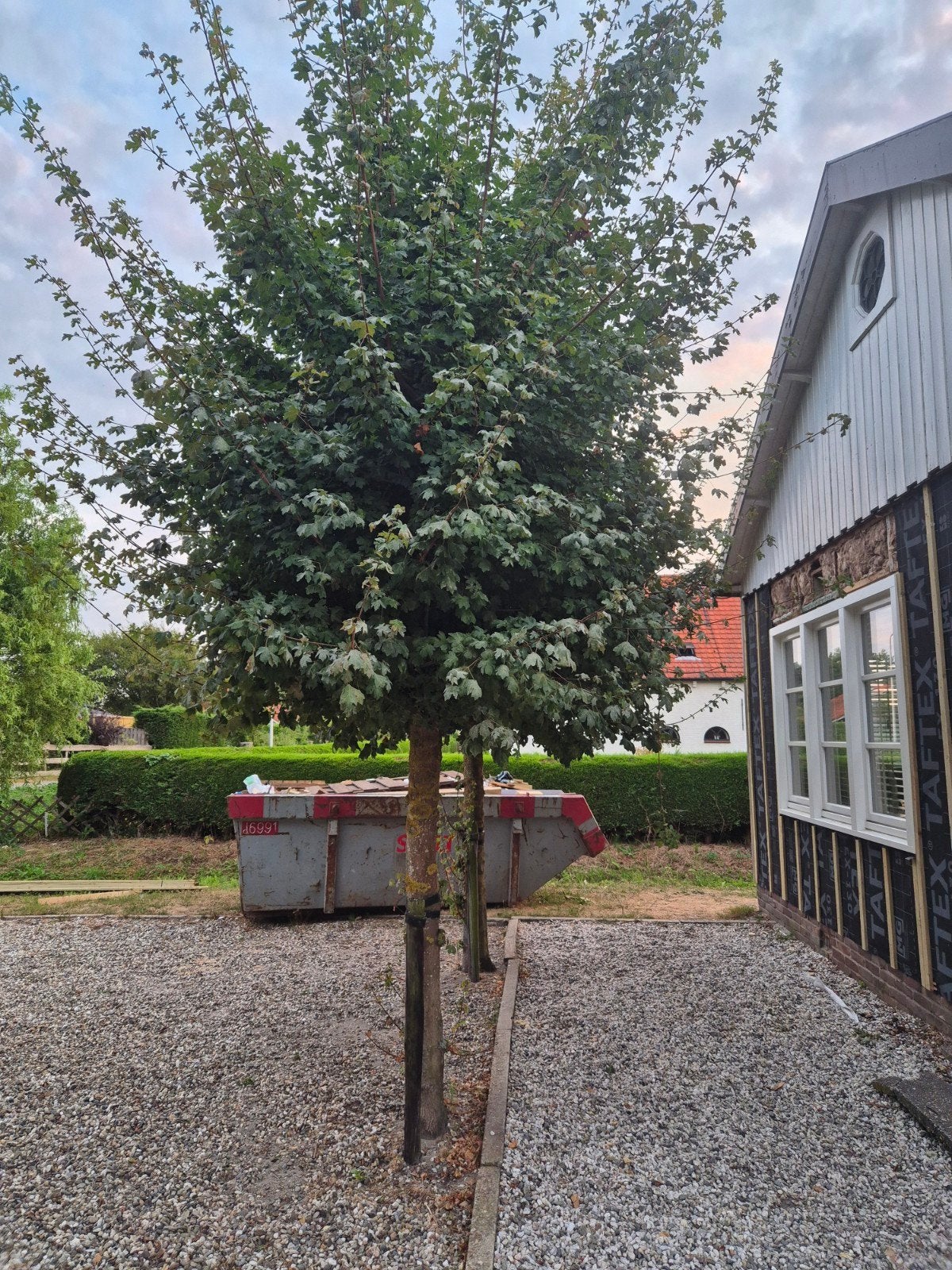 Prachtige Esdoorn Bomen - Perfect voor uw Tuin, Ophalen, Esdoorn, Struik, 250 cm of meer