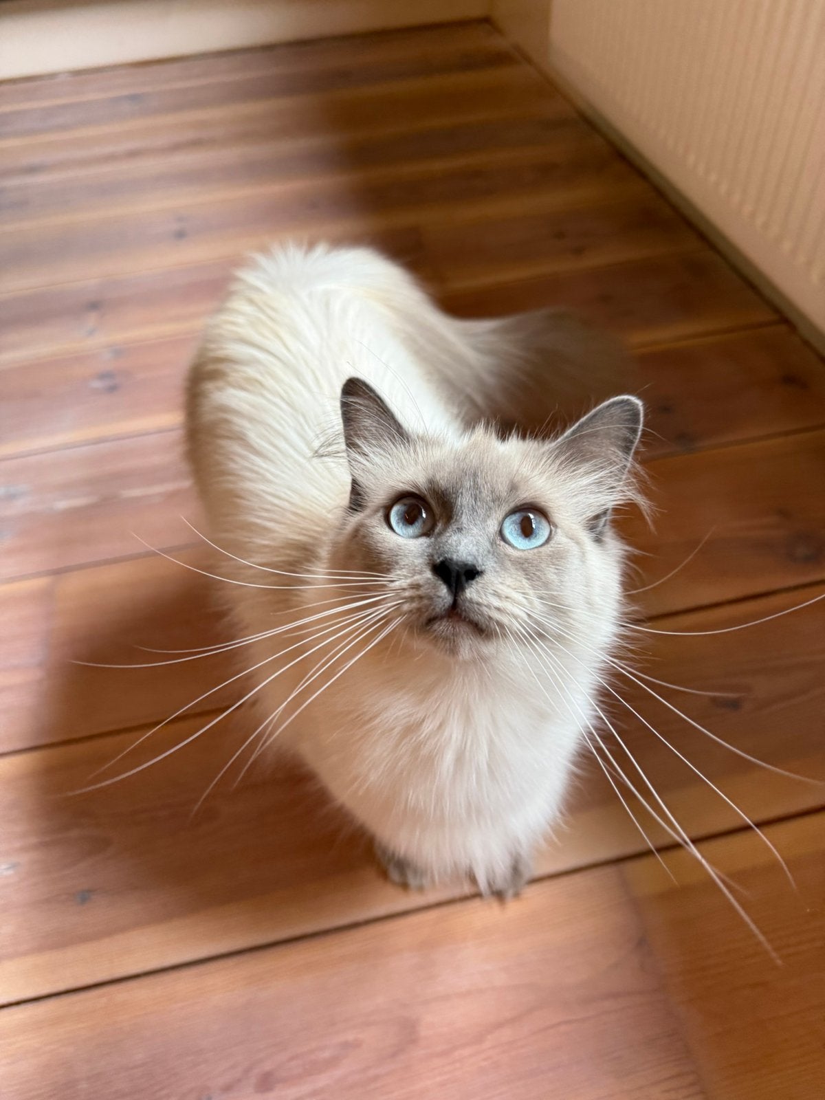 Dekkater gezocht!, Dieren en Toebehoren, Katten en Kittens | Raskatten | Langhaar, Poes, Gechipt, 0 tot 2 jaar