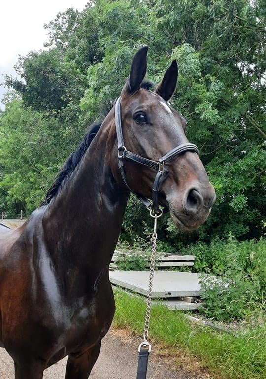 Lief dressuurpaard, Merrie, Met stamboom, M, Dressuurpaard