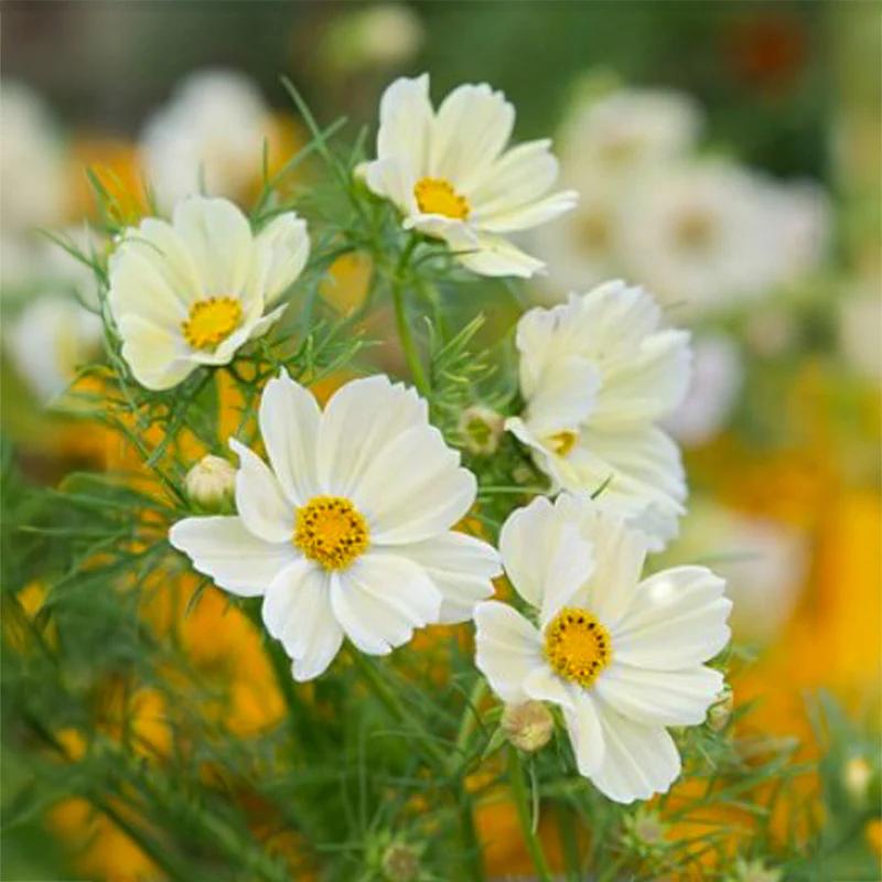 Cosmea stekjes: Kiiro en Apricotta, Volle zon, Eenjarig, Zomer, Ophalen