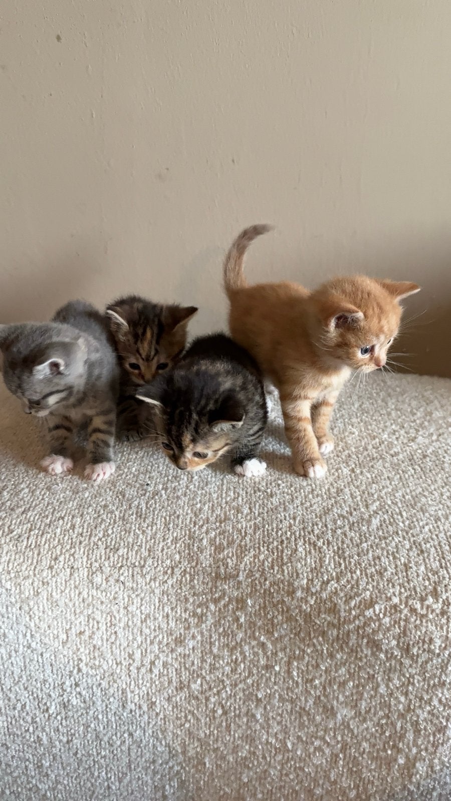 Kittens, Meerdere dieren, Kortharig, 0 tot 2 jaar
