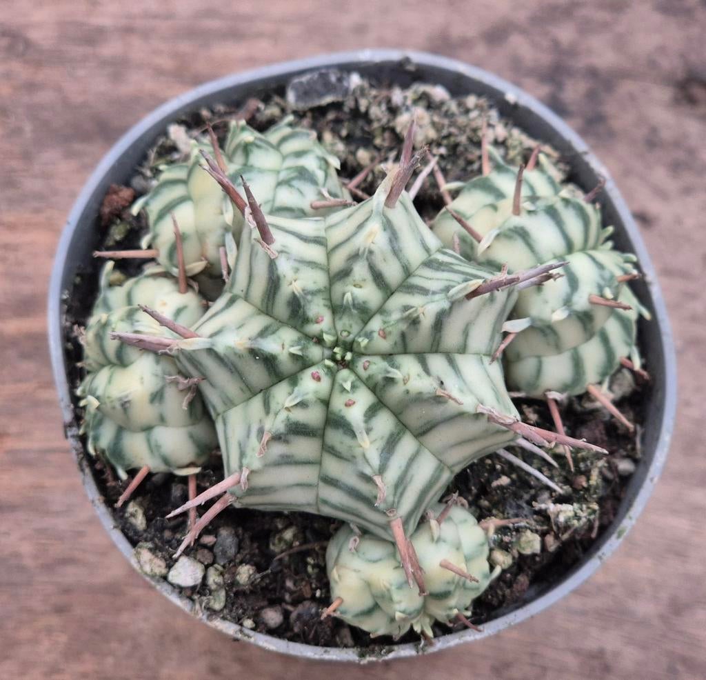 Euphorbia Meloformis Variegata p6,5 (2)