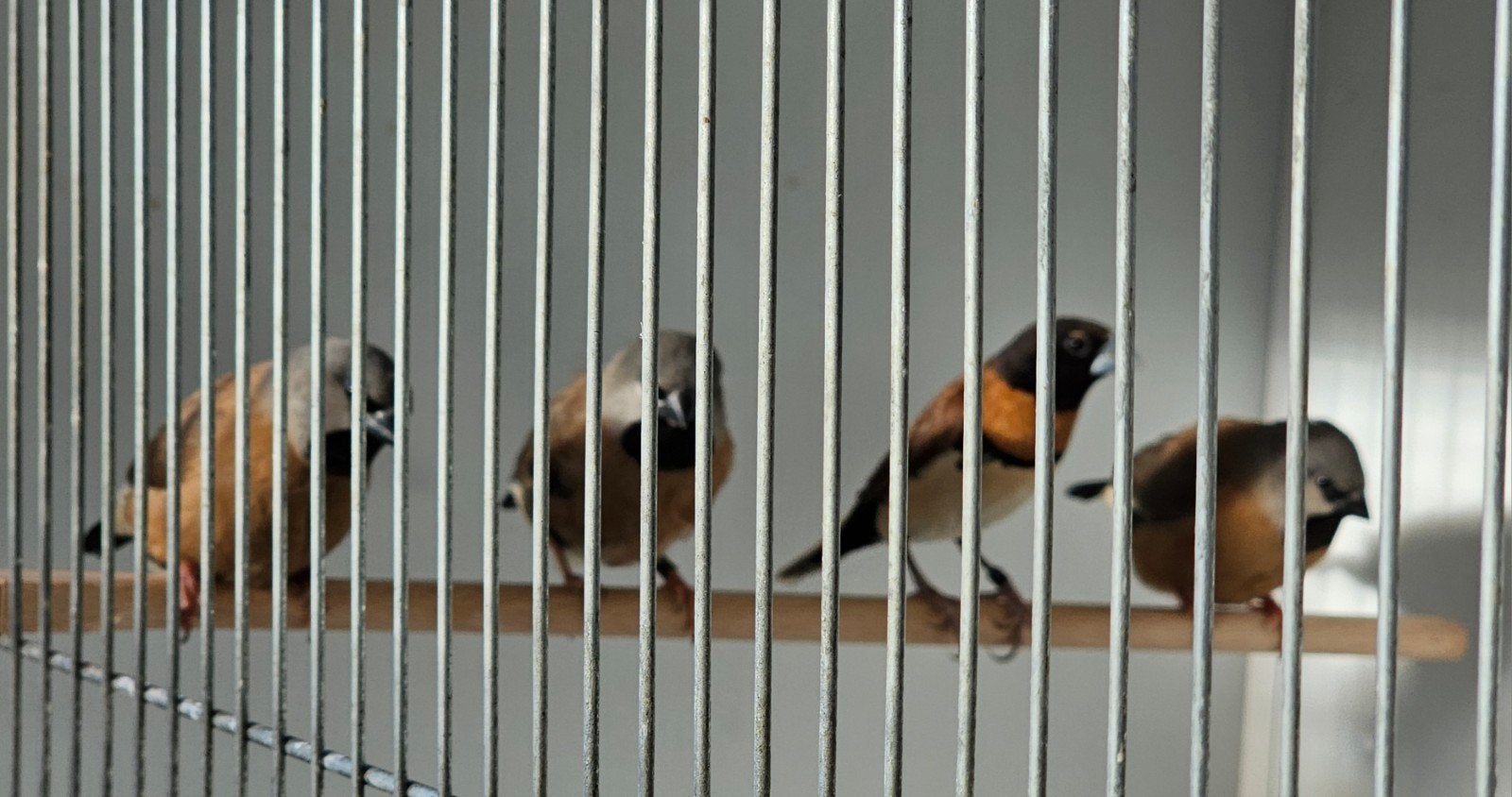3 bruinborst rietvink mannen te koop, Mannelijk