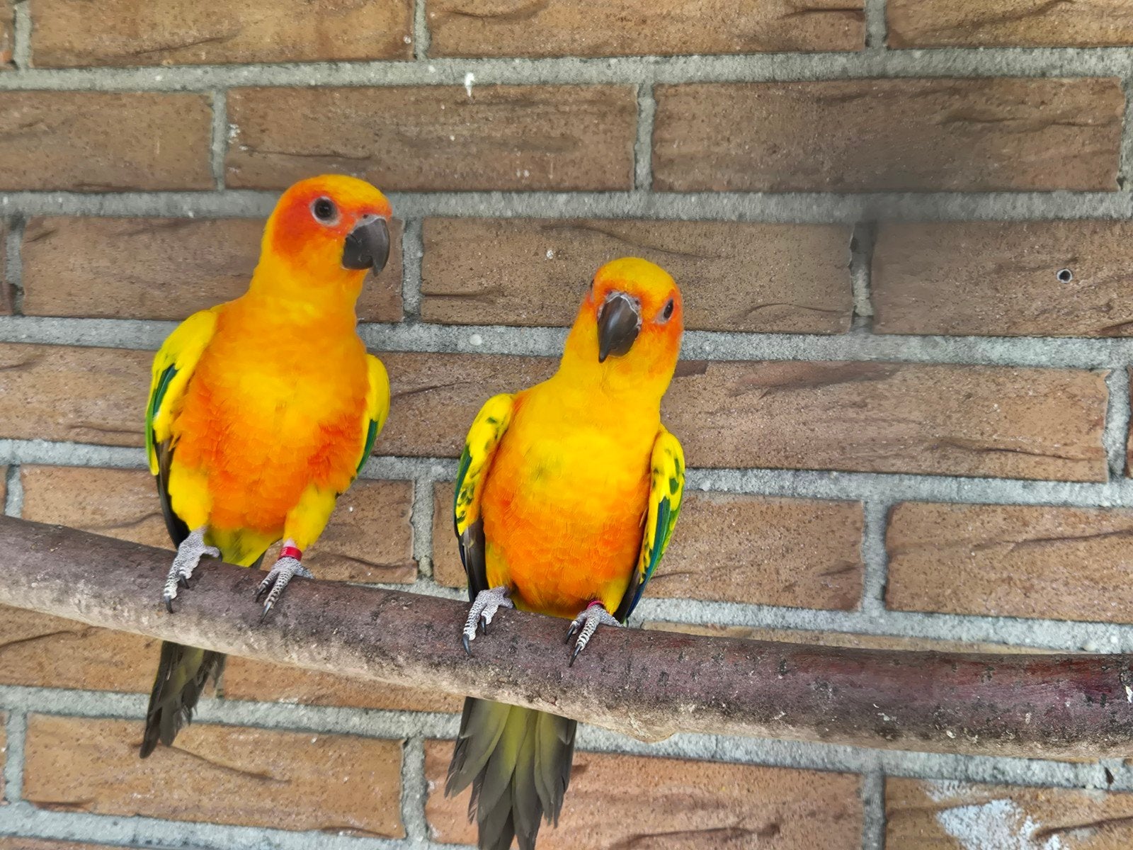Te koop koppel super mooie zonparkieten., Meerdere dieren, Postduif