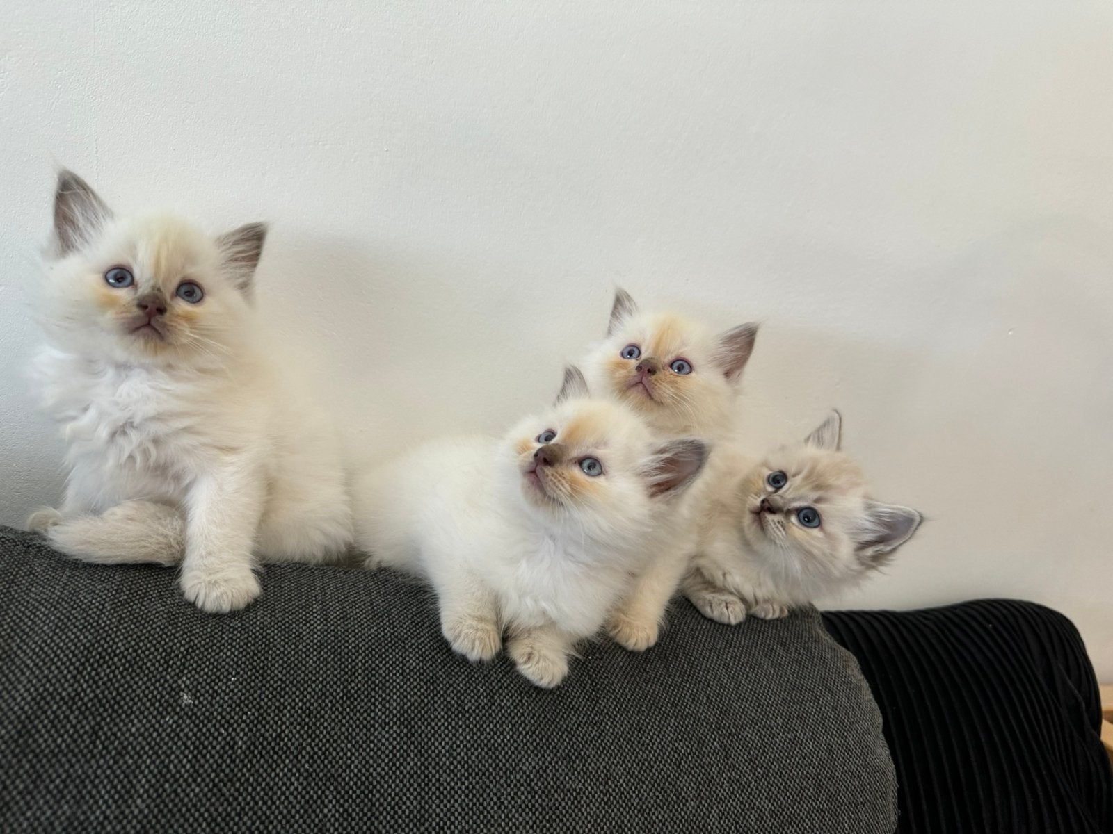 Raszuivere Ragdoll kittens, Meerdere dieren, Ontwormd, 0 tot 2 jaar