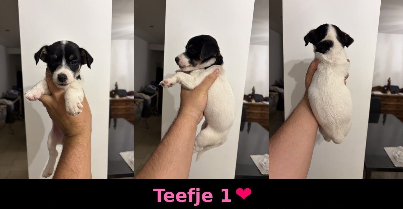 Jack russel pups, Dieren en Toebehoren, België, Particulier, Jack Russell Terriër, 8 tot 15 weken