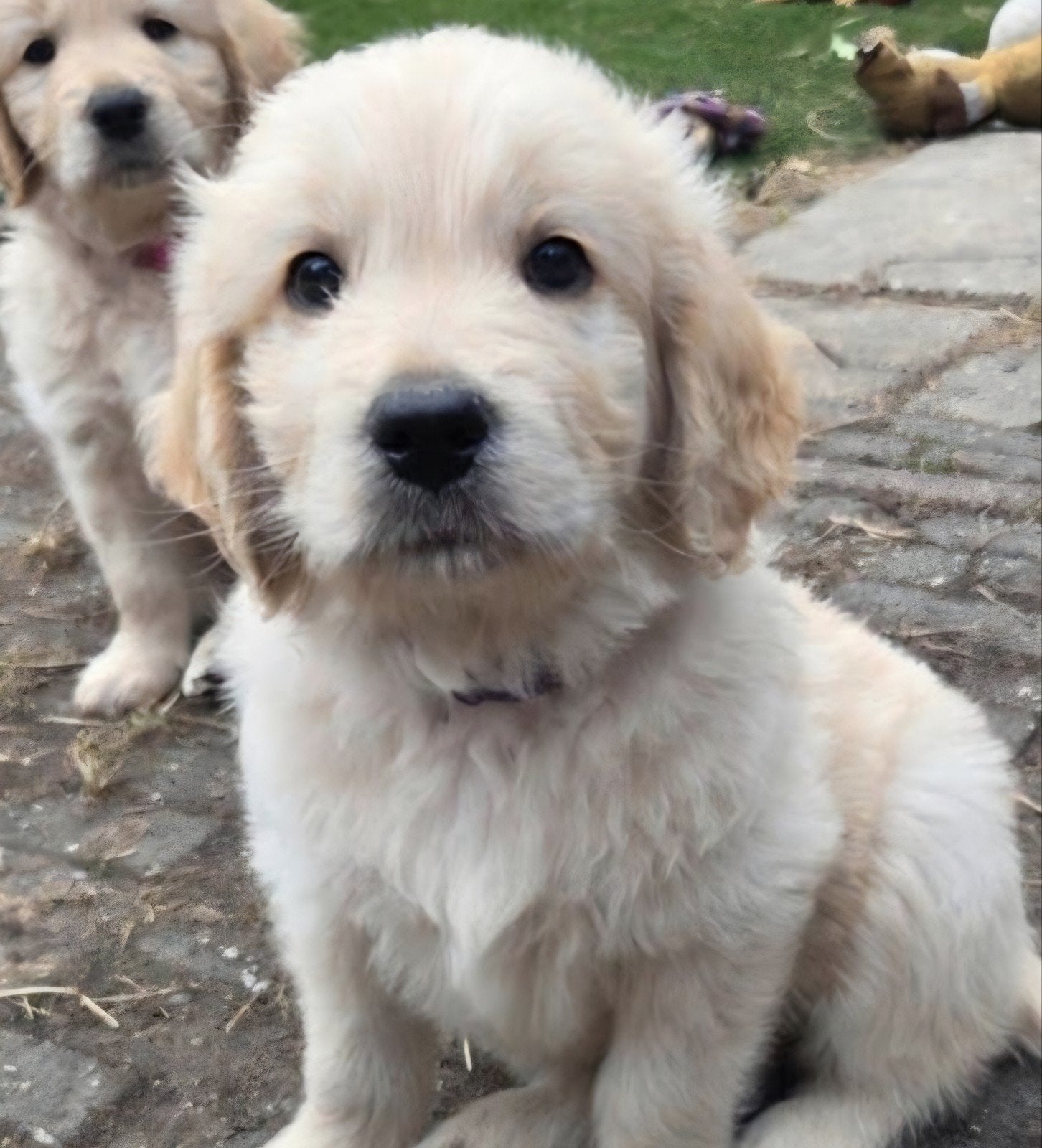1Goldendoodle puppy, goldenretriever kruising labradoodle, Golden retriever, Reu, 8 tot 15 weken, Meerdere
