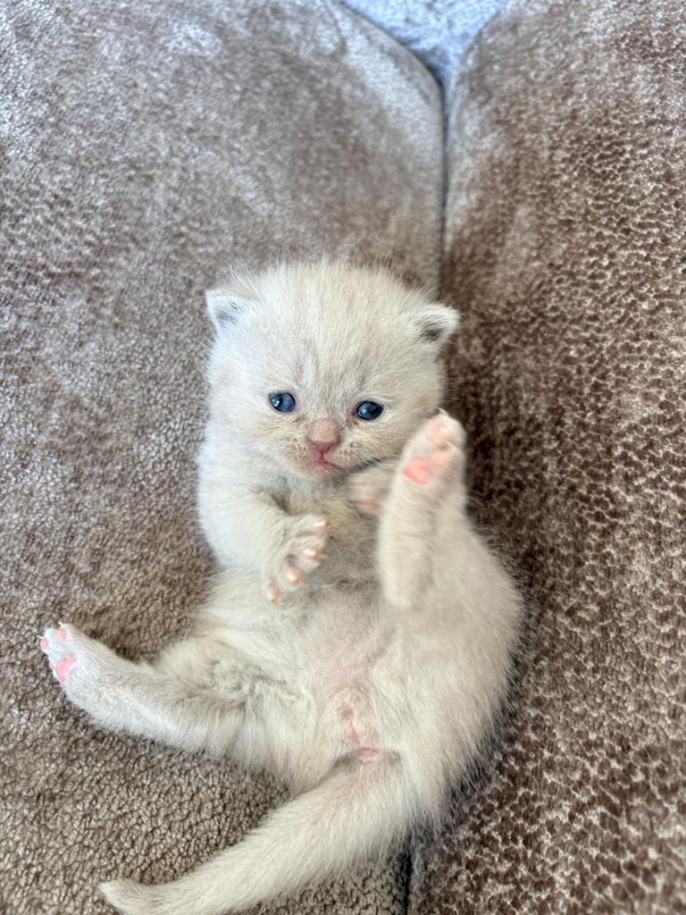 Laatste 1!! Choc/Cinnamon/Lilac Britse Korthaar Kittens **, Dieren en Toebehoren, Meerdere dieren