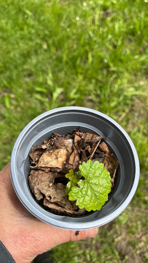 Druif, Tuin en Terras, Planten | Tuinplanten, Ophalen of Verzenden, Overige soorten, Volle zon