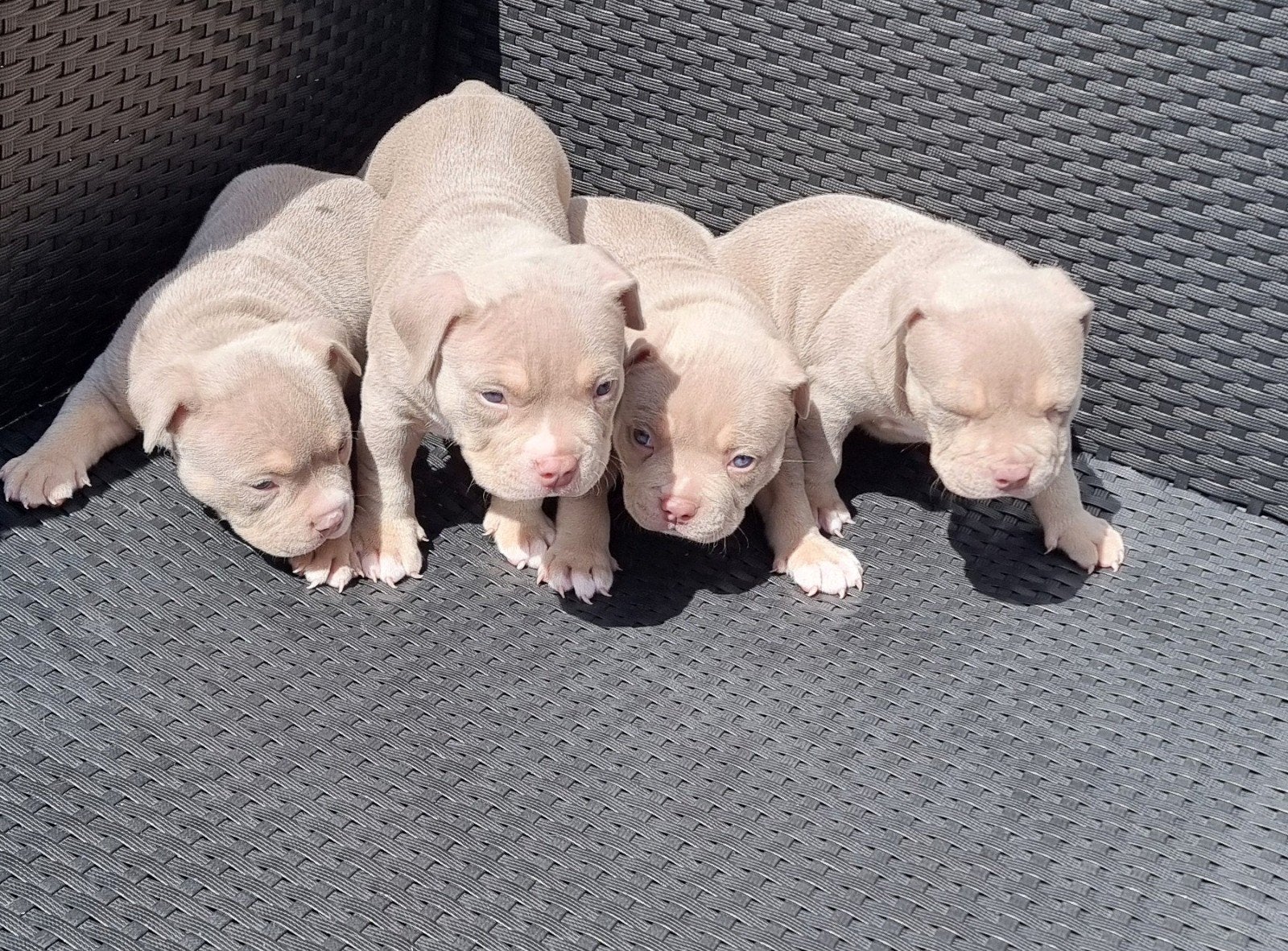 Exclusieve ABKC American Micro Bully Pups Beschikbaar, Parvo, Overige rassen, 8 tot 15 weken, Meerdere