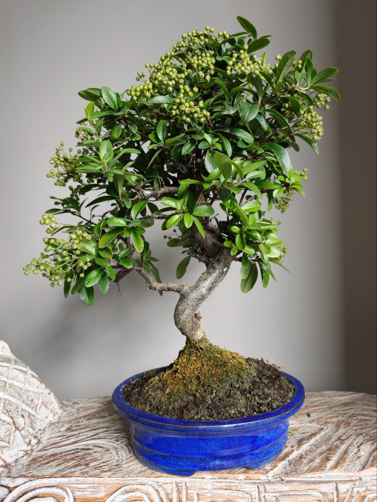 Pyracantha Coccinea bonsai, Bloeit niet, Halfschaduw, Minder dan 100 cm, Overige soorten