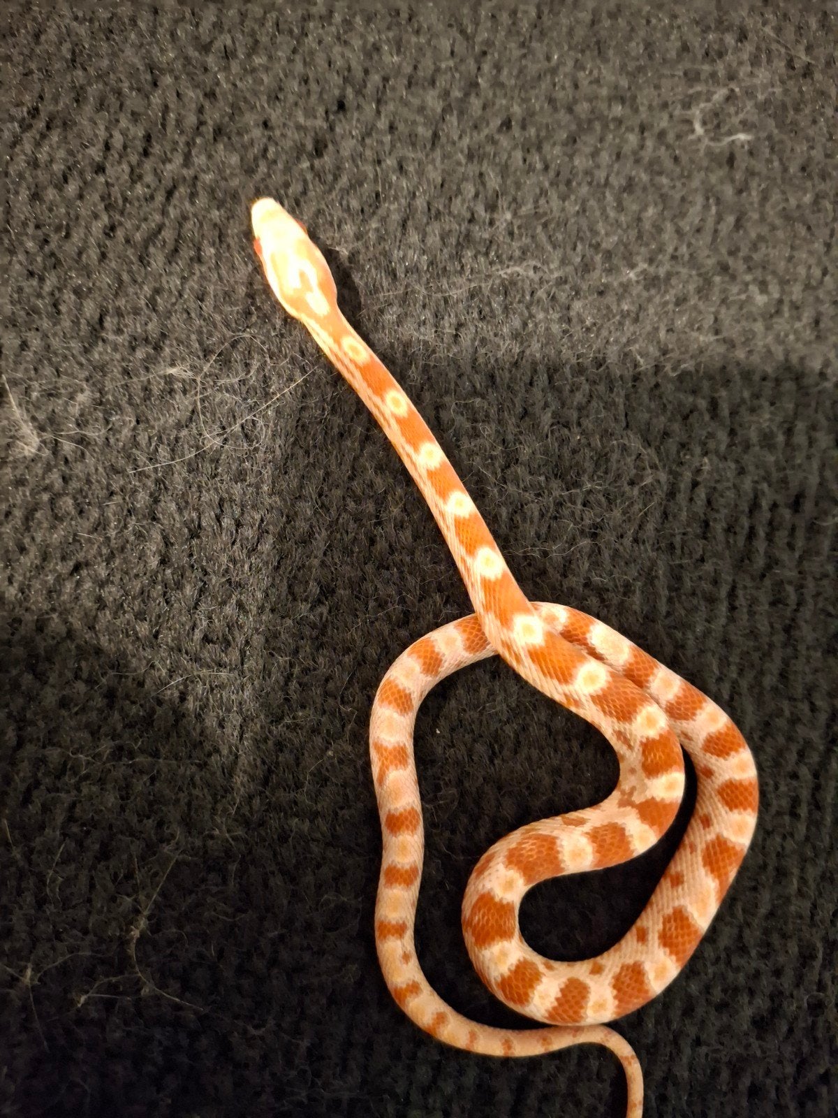 rattenslang baby's (pantherophis guttatus) Corn Snake photo 3