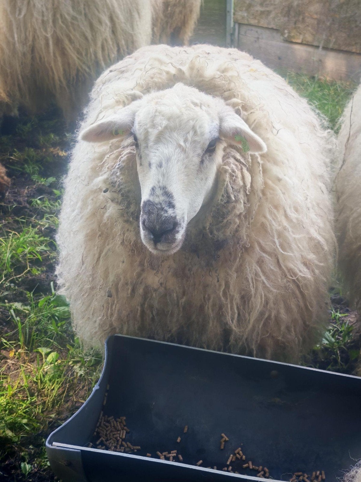 2x Ooi Kruising Walliser Schwarznase x Texelaar 1 jaar, Dieren en Toebehoren, Schapen, Geiten en Varkens, Vrouwelijk, Schaap