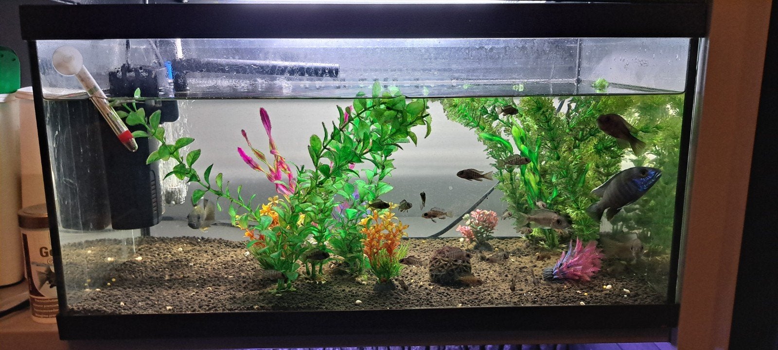 Mooi 60l aquarium met diverse cicliden, Dieren en Toebehoren, Ophalen, Zo goed als nieuw, Leeg aquarium