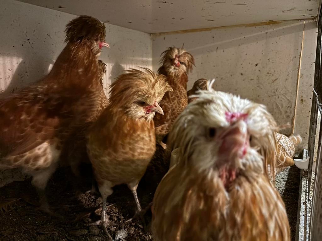 Hollandse kuifhoen hanen, Meerdere dieren, Kip