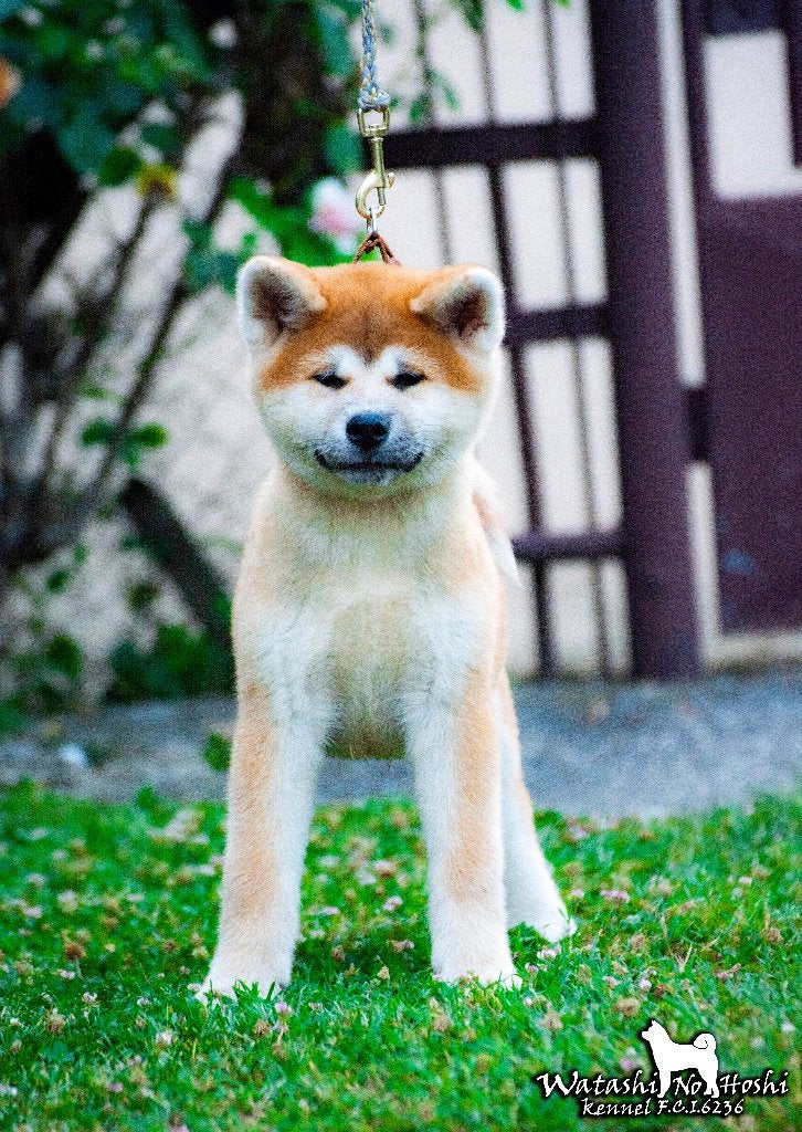 Pups Akita Inu, Nederland, Overige rassen, 8 tot 15 weken, Parvo