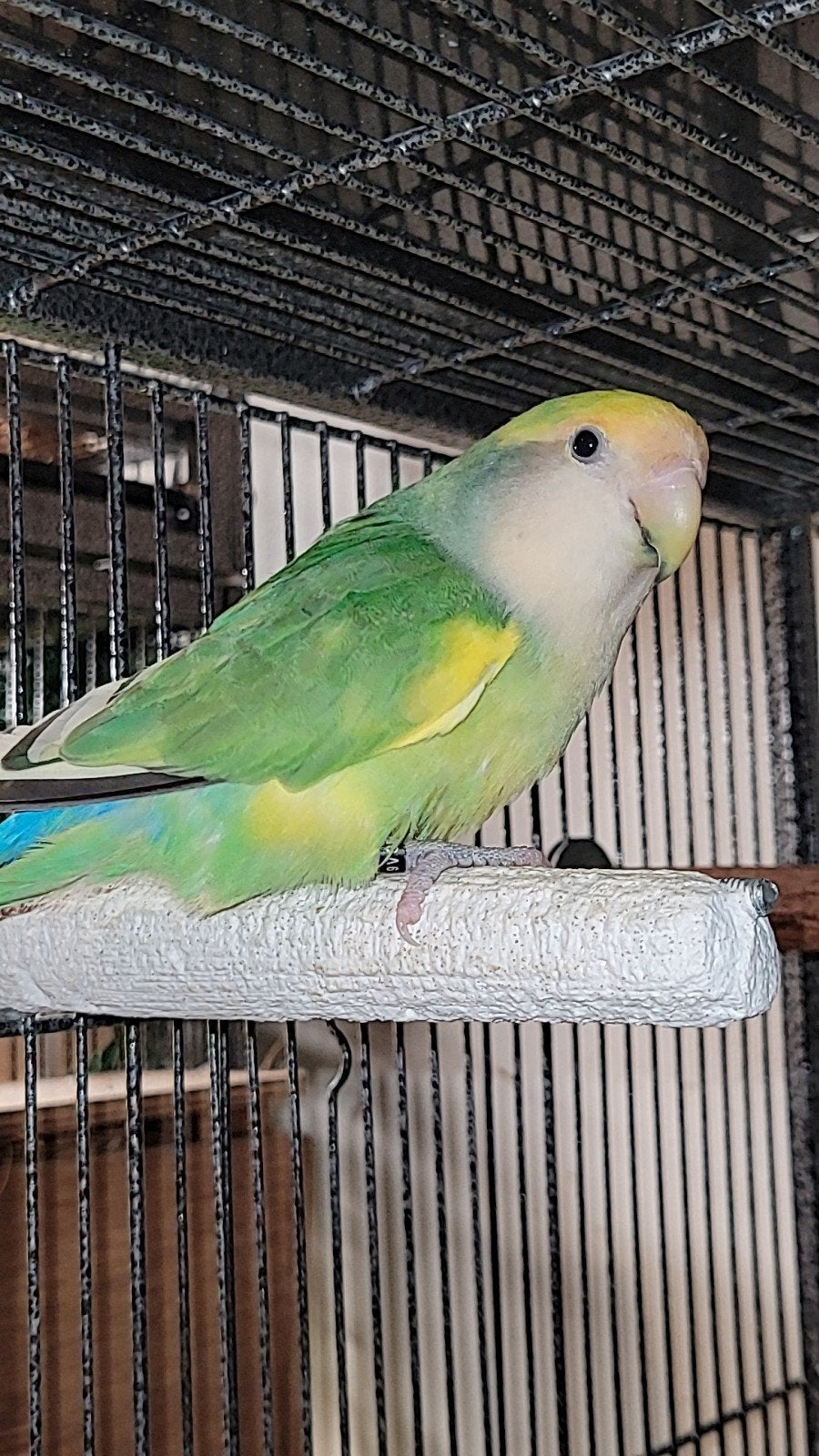 2 agapornis roseicollis eind 2025., Meerdere dieren, Dwergpapegaai of Agapornis, Tam