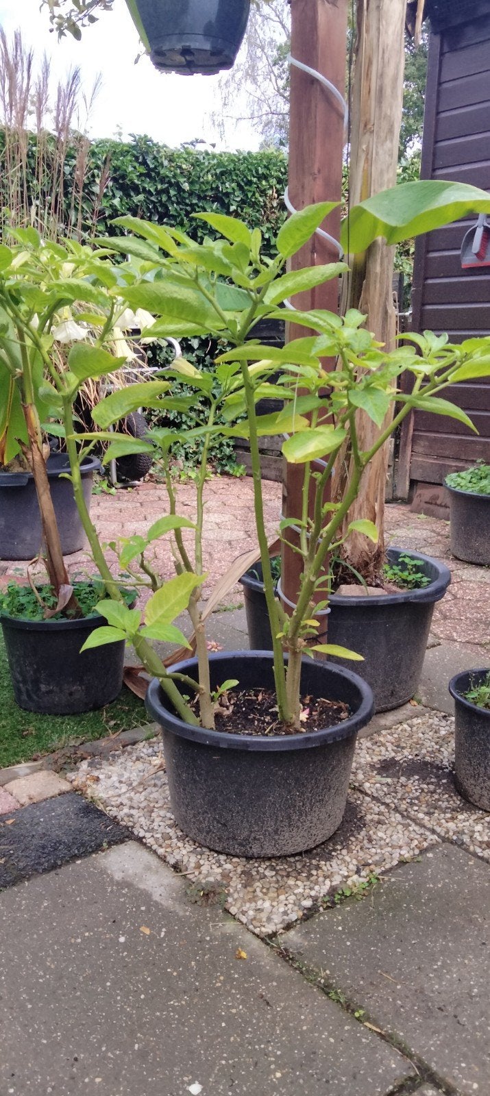 datura / brugmansia !!! € 25  !!!, Ophalen, Zomer, Volle zon, Minder dan 100 cm