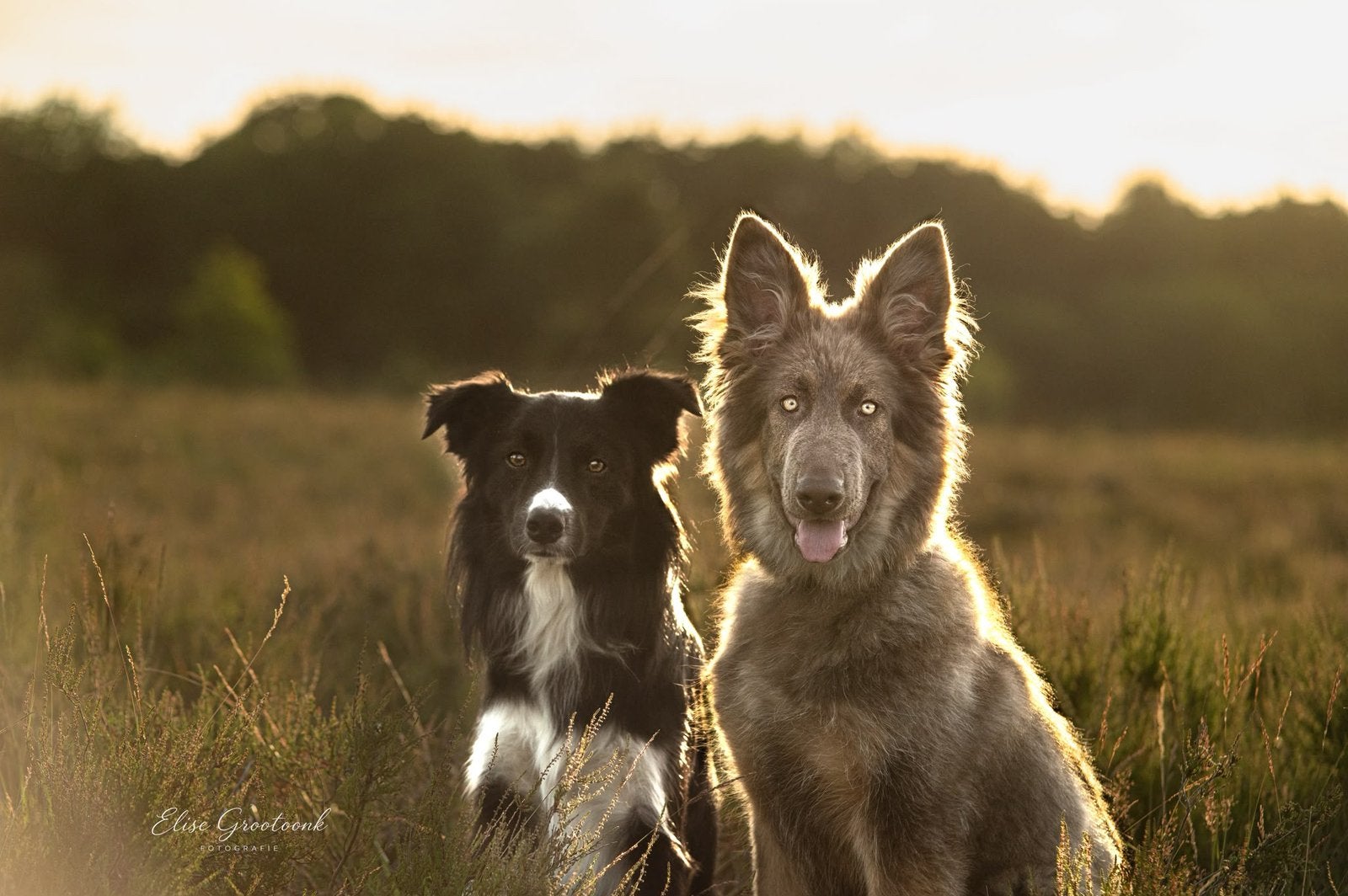 Honden oppas in Barneveld gezocht!!