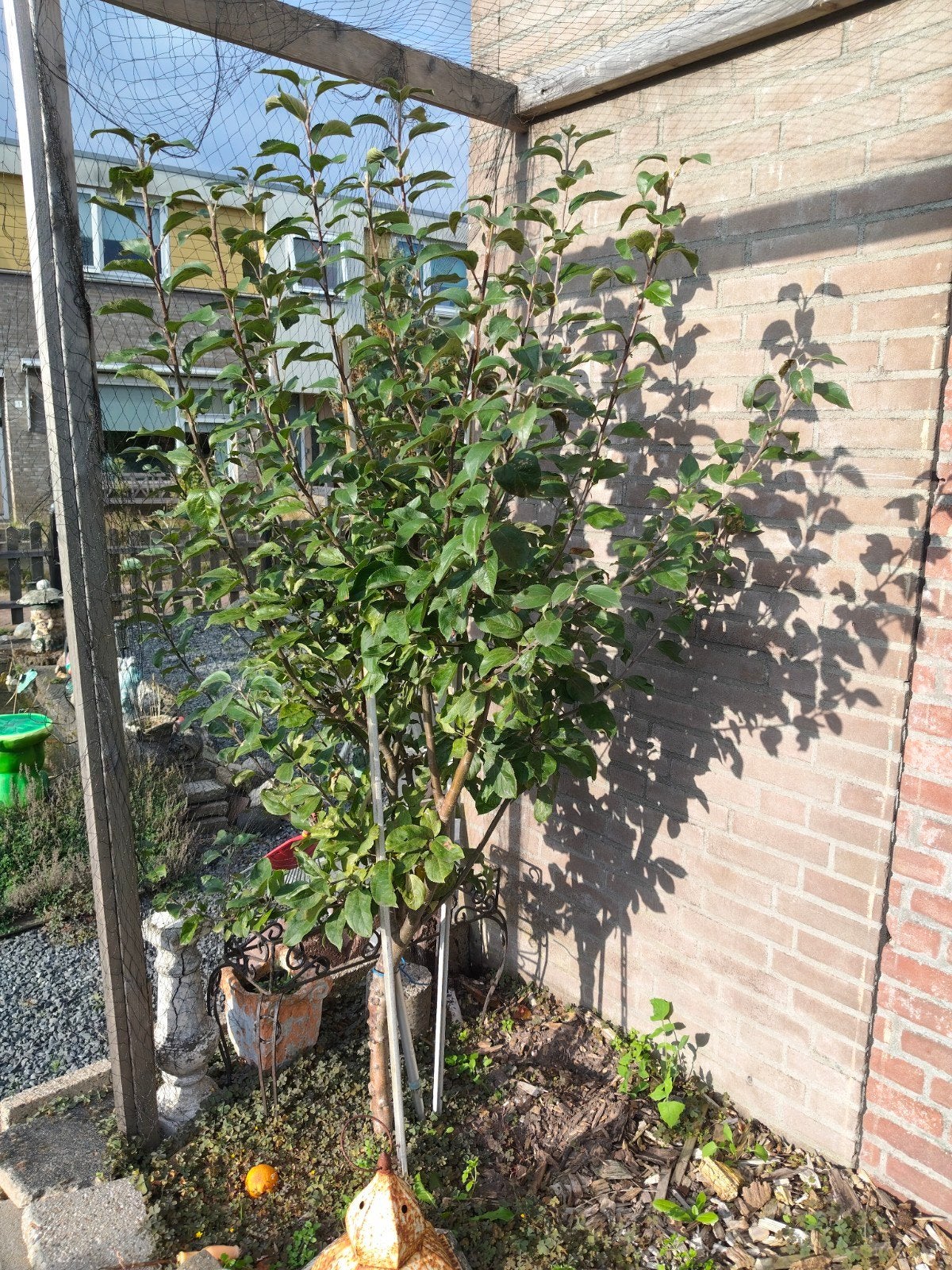 Jonge Kersenboom - Perfect voor uw tuin!, Ophalen, Lente, Volle zon, Kersenboom