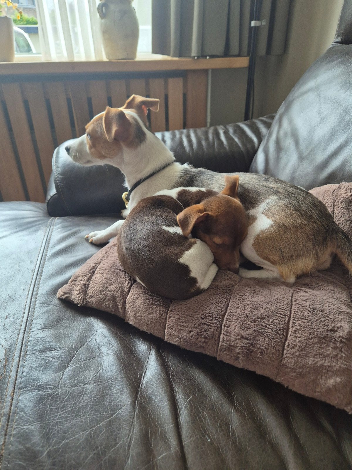 Bijzonder mooi getekende Jack Russel pups!!, Jack Russell Terriër, 8 tot 15 weken, Meerdere, Meerdere dieren