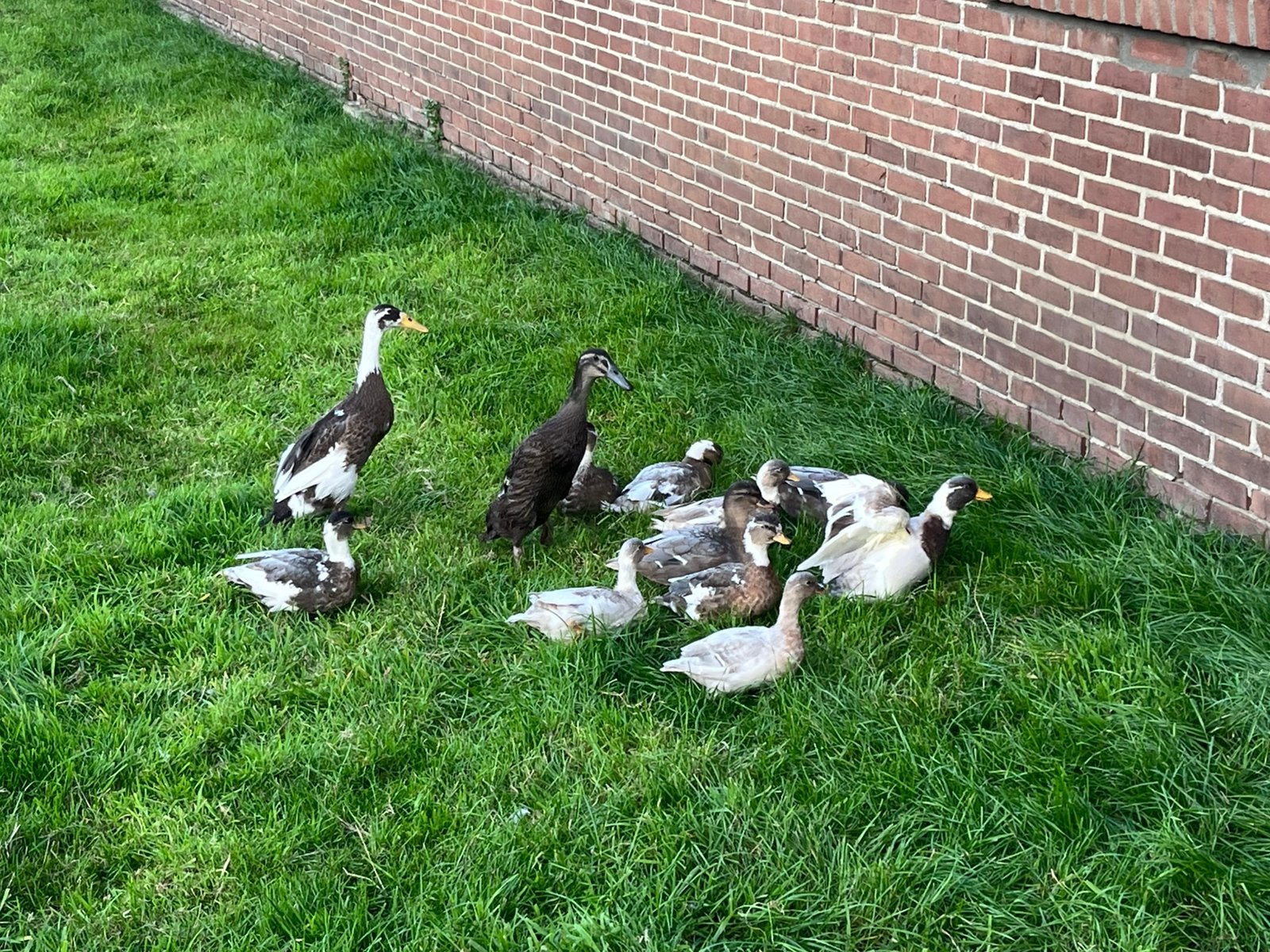 Mooie kwakertjes, Dieren en Toebehoren, Meerdere dieren, Eend