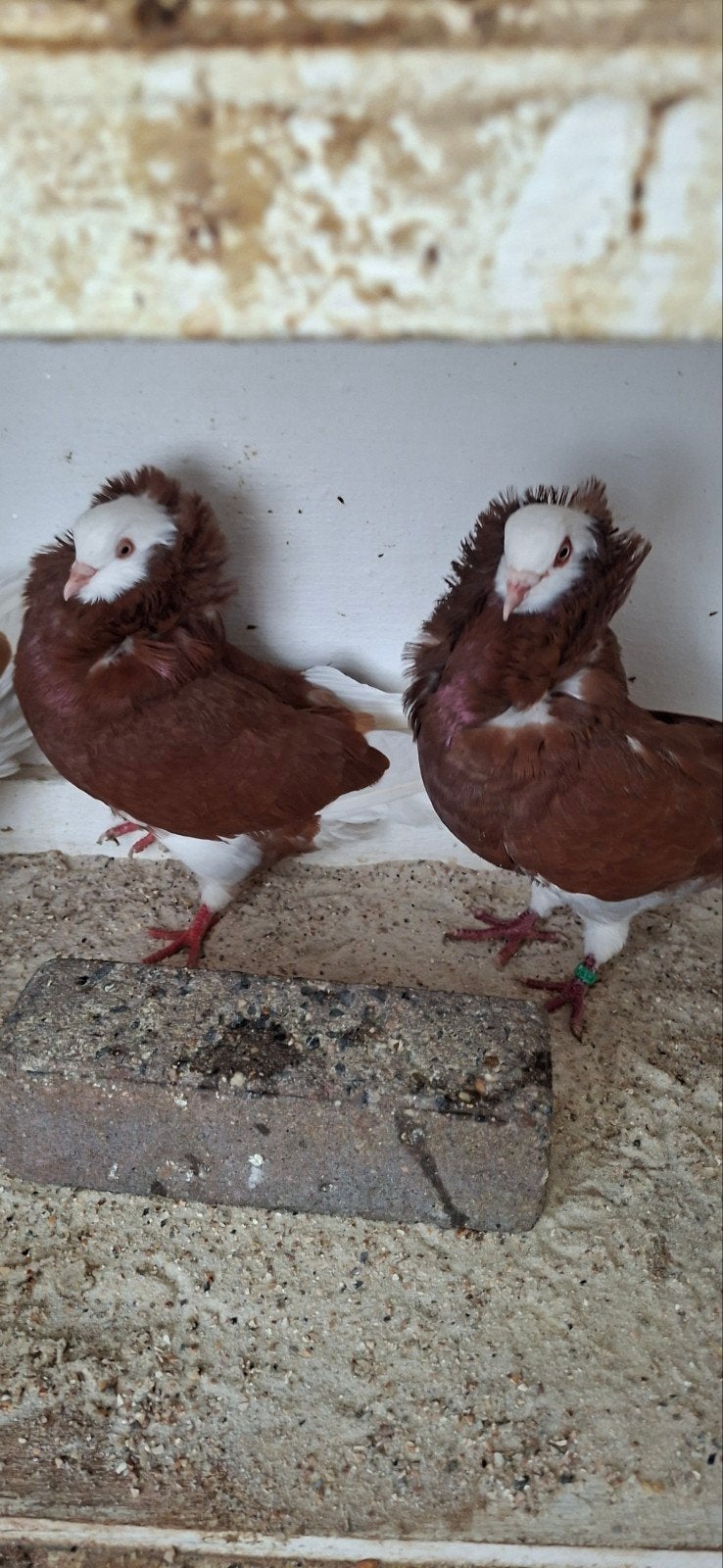 te koop sierduiven Oudhollands kapucijnen duiven, Dieren en Toebehoren, Mannelijk, Overige soorten