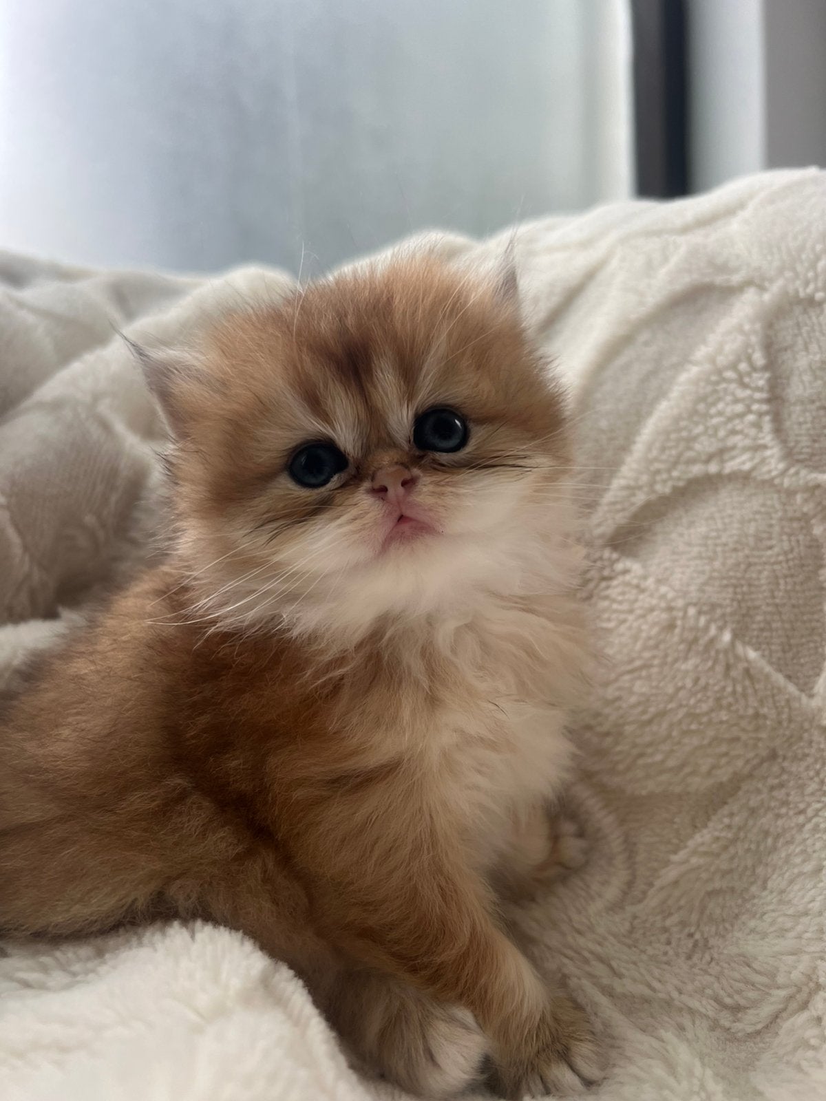 Golden British langhaar & korthaar kittens 😍, Meerdere dieren, Ontwormd
