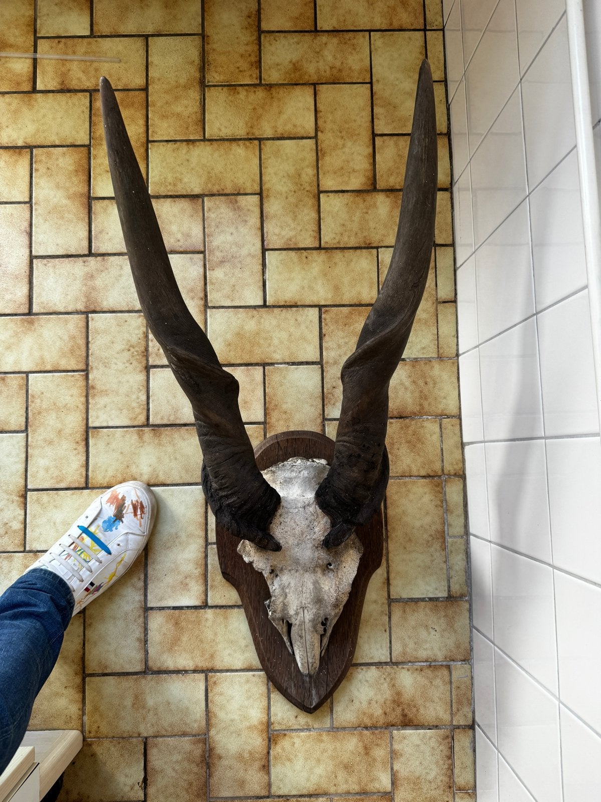 Schedel van een eland antilope, Verzamelen, Ophalen, Zo goed als nieuw, Schedel