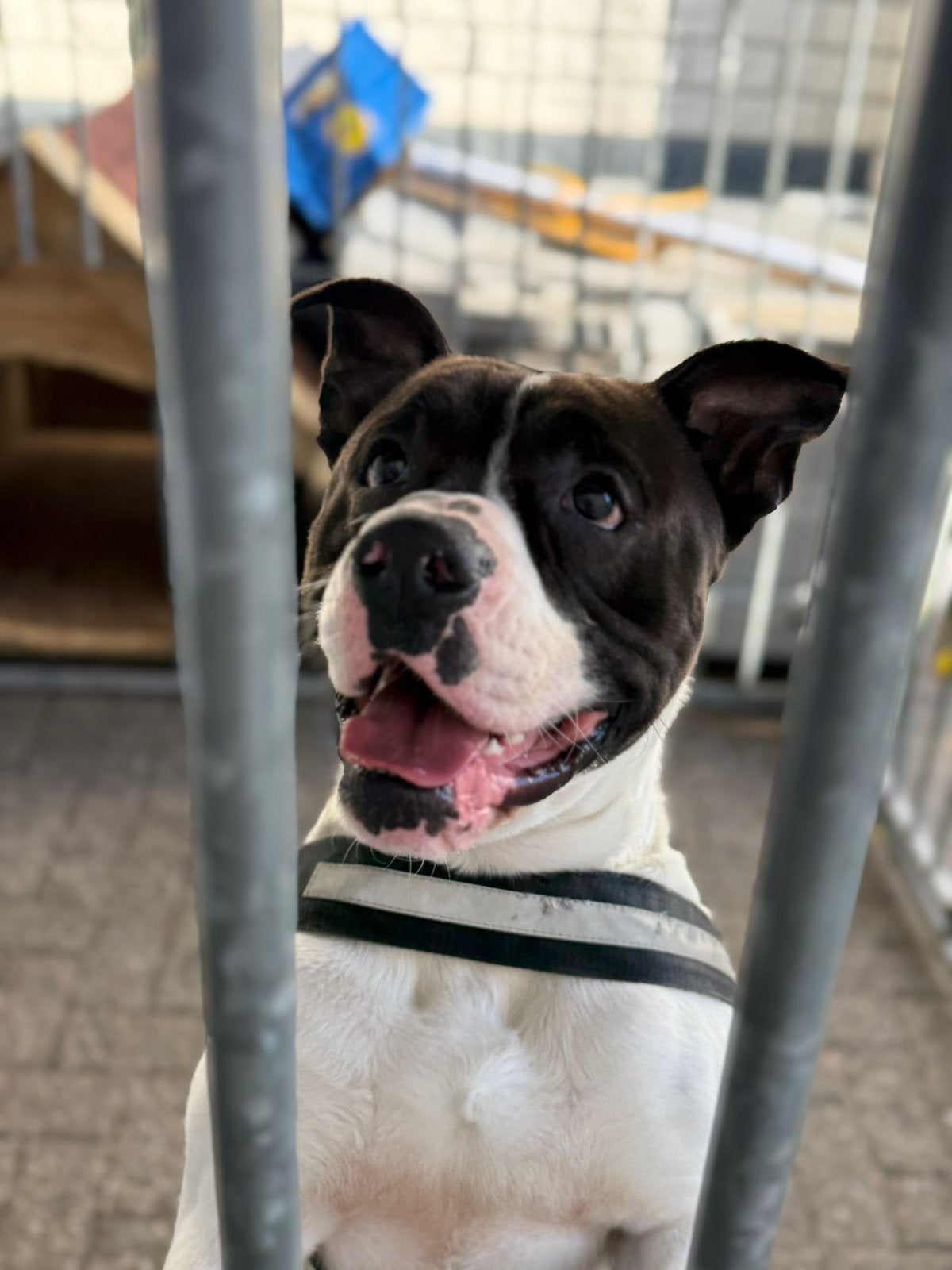 Amerikaanse bulldog x amerikaanse stafford, Reu, 1 tot 2 jaar, Parvo, Bulldog