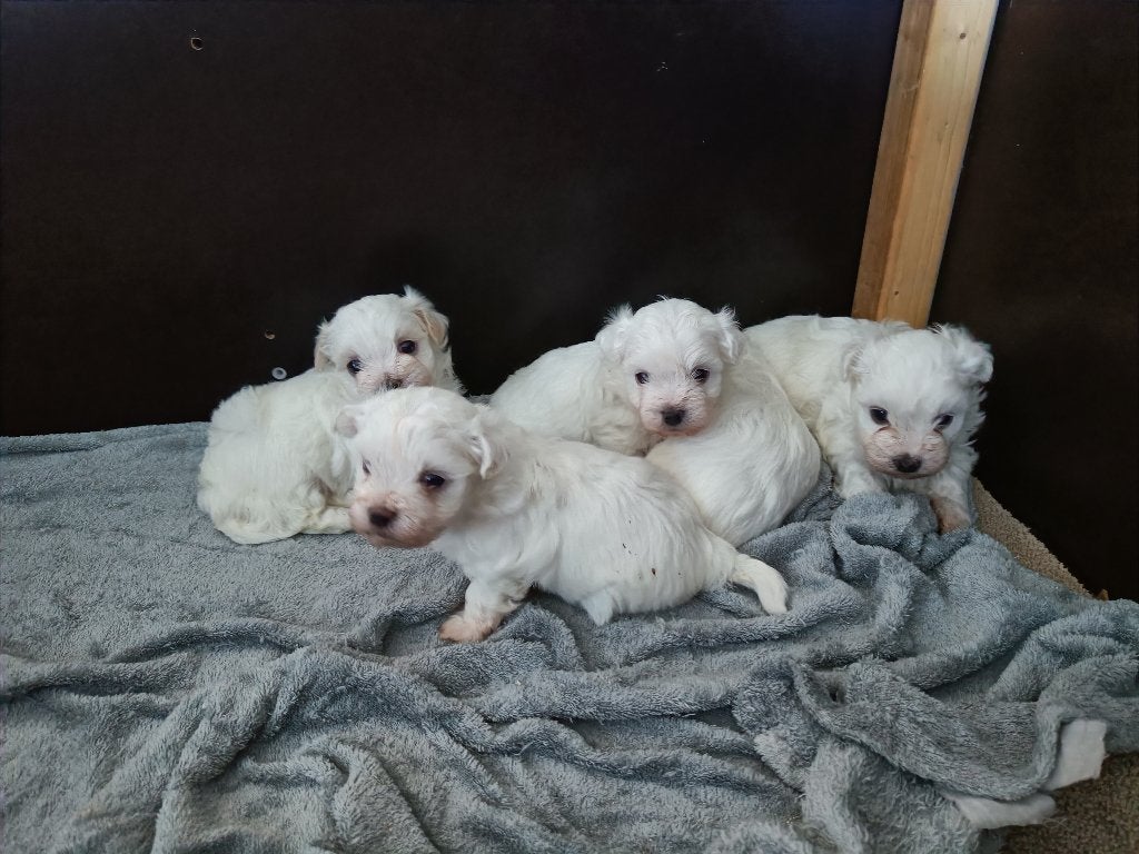 Maltezer pups, Dieren en Toebehoren, Maltezer, 8 tot 15 weken, Parvo, Meerdere