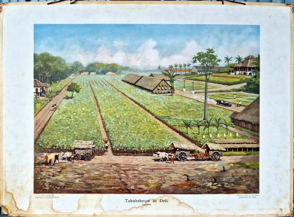 Tabaksbouw in Deli. Sumatra / J. Gabriëlse, Antiek en Kunst, Ophalen, Geschiedenis