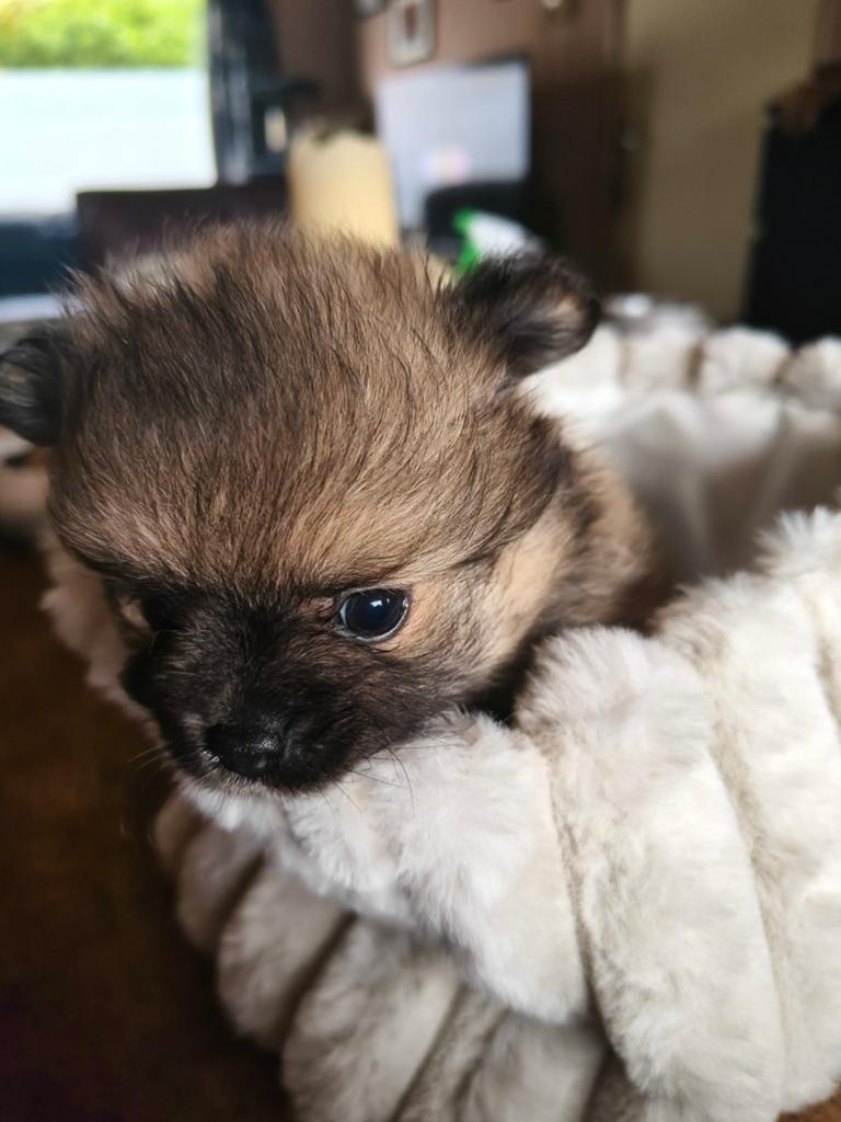 Pomchi x pomeriaan, Parvo, Overige rassen, 8 tot 15 weken, Meerdere
