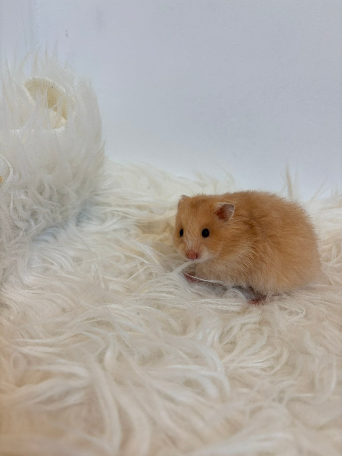 Goudhamster/ Syrische hamsters / nog 2 beschikbaar!!, Dieren en Toebehoren, Hamster, Augustus, Meerdere dieren, Tam