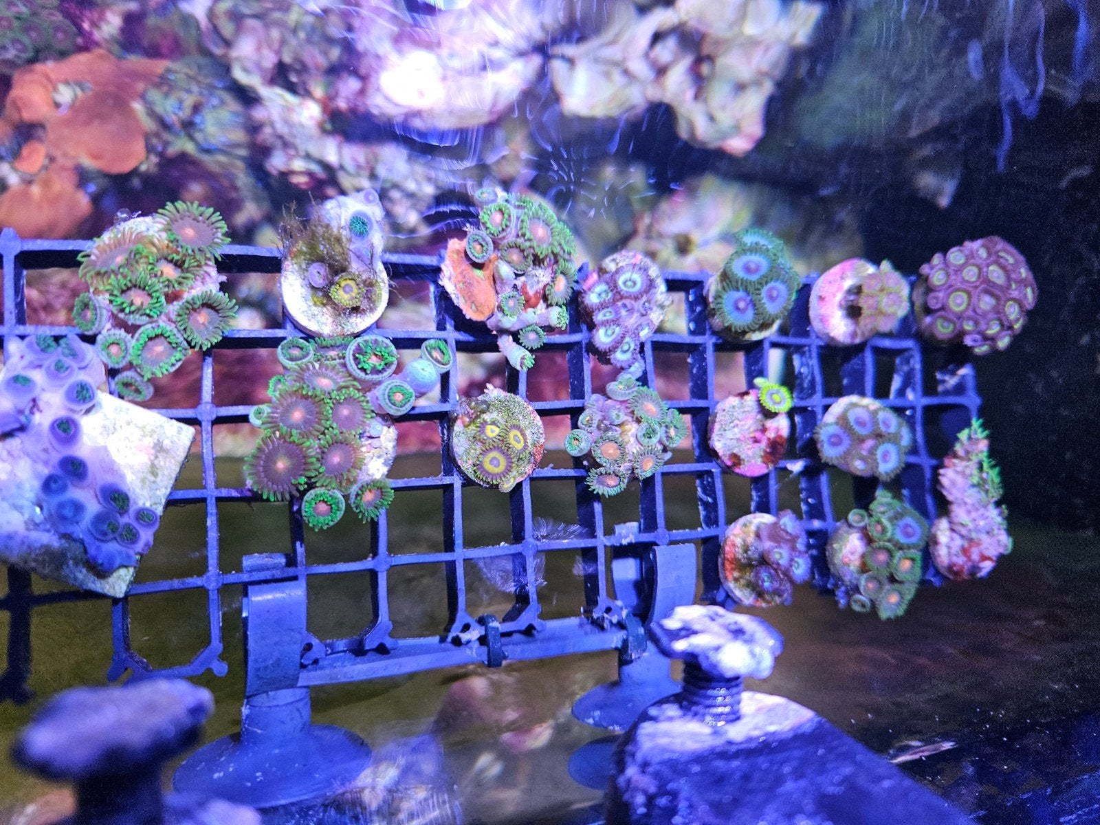 zoanthus soft koraal stekken 12.50, Ophalen