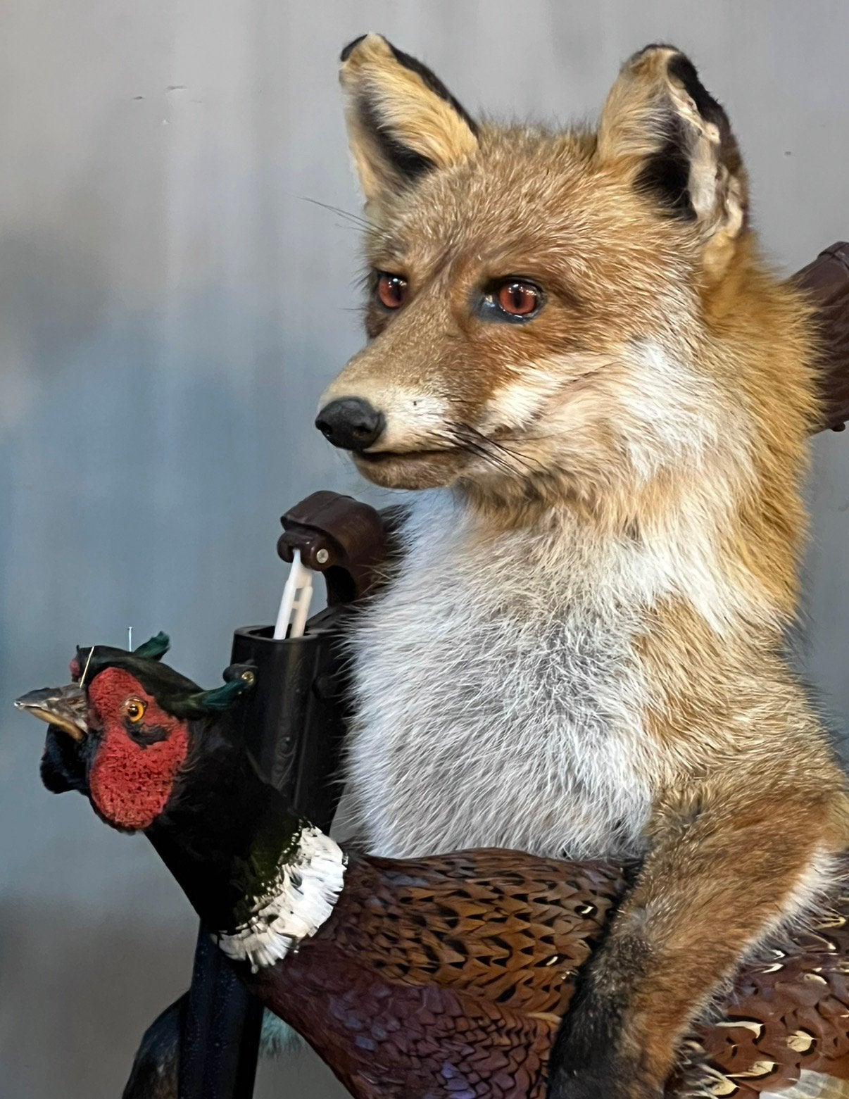 Opgezette vos. Jager met fazant opgezet taxidermie, Ophalen, Nieuw, Wild dier, Opgezet dier