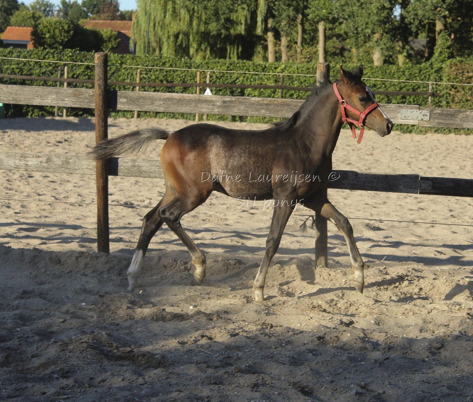 Welsh hengst veulen 🩵, Dieren en Toebehoren, Pony's, Met stamboom, Niet van toepassing, 0 tot 2 jaar, Hengst
