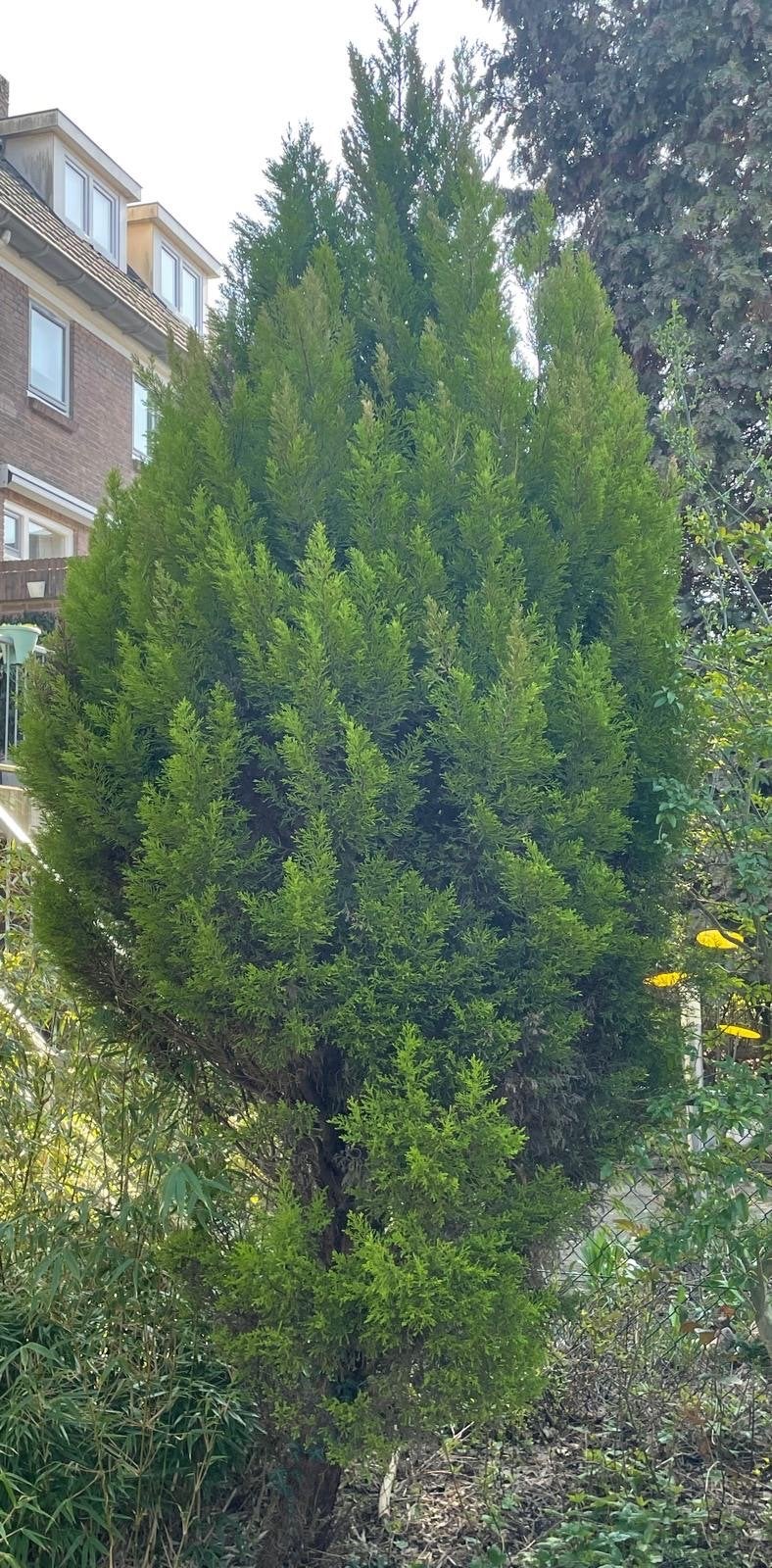 GRATIS Diverse Tuinplanten: Coniferen, Struiken en meer, Volle zon, Vaste plant, Bloeit niet, Ophalen