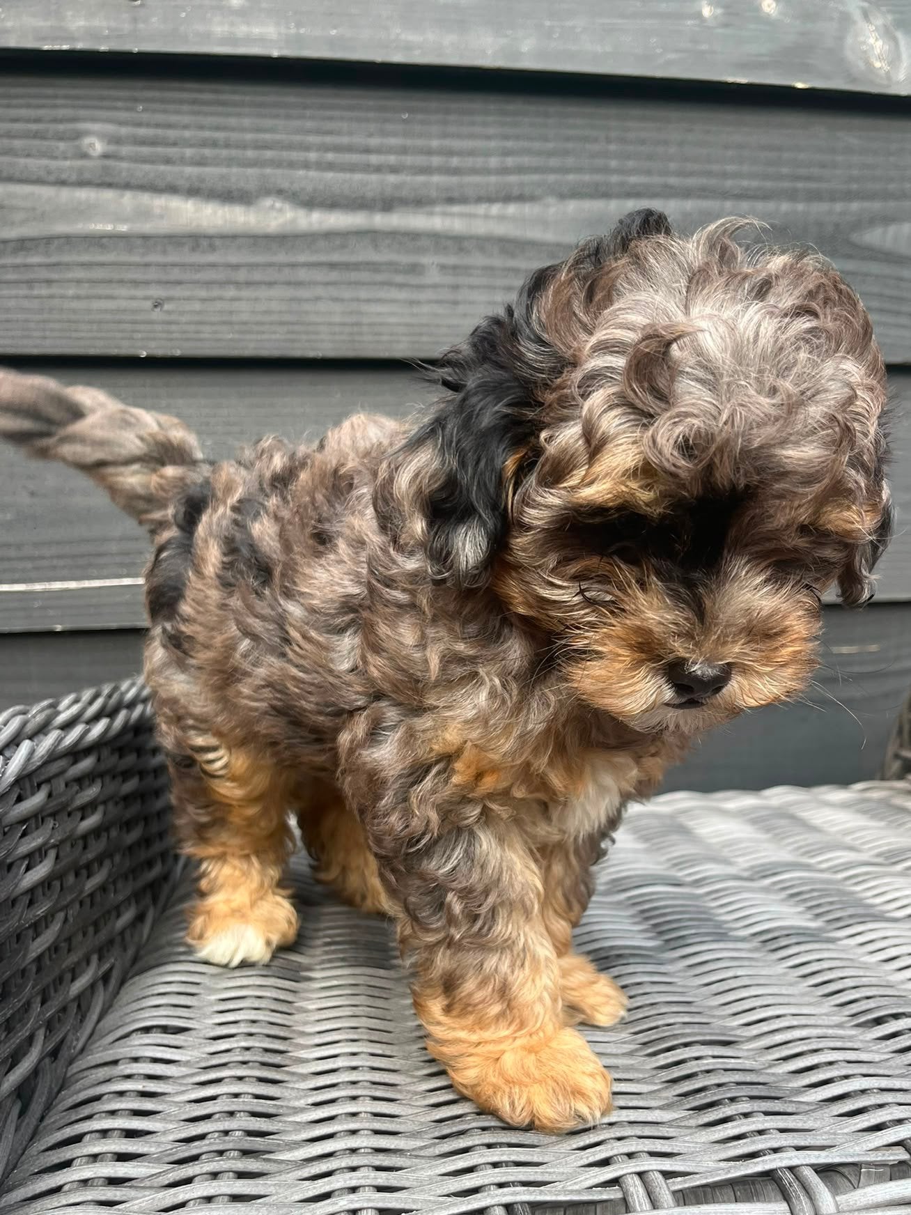 Maltipoo pups, Parvo, Reu, 8 tot 15 weken, Meerdere