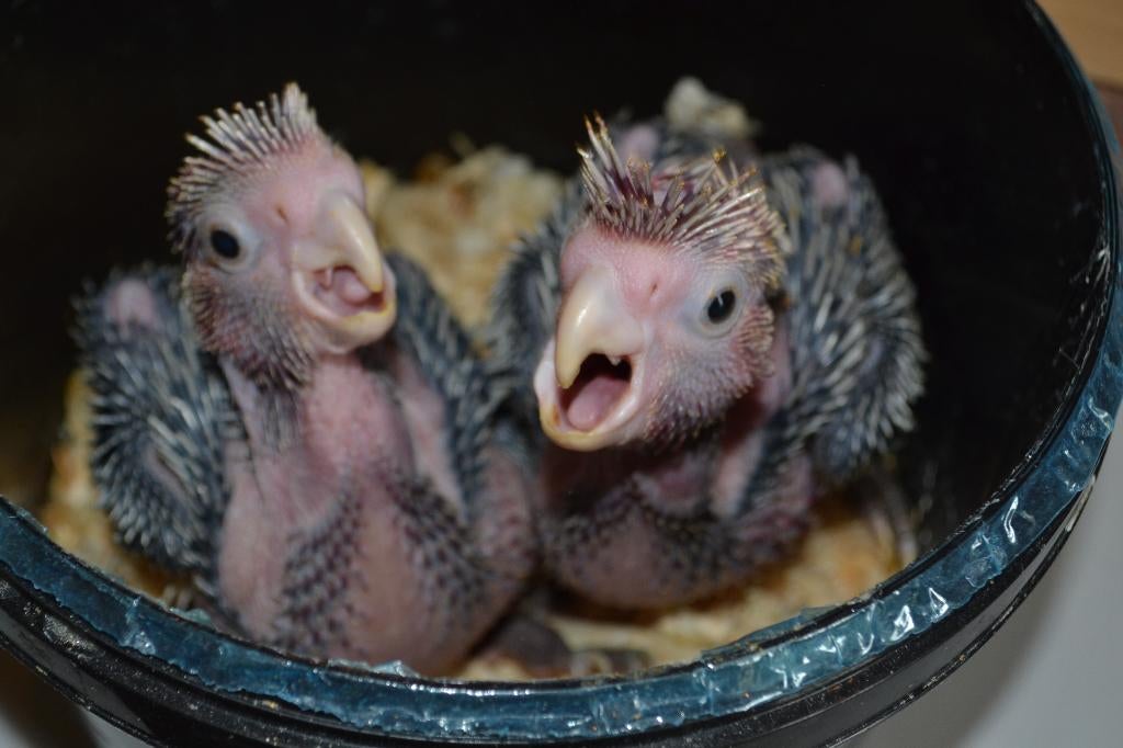 Voor papegaai-kaketoe-ara-parkiet-lori-tropen-vogels., Meerdere dieren, Papegaai