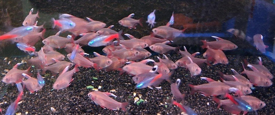 White fin sikkeltetra!!!, Dieren en Toebehoren, Vissen | Aquariumvissen, Vis, Zoetwatervis