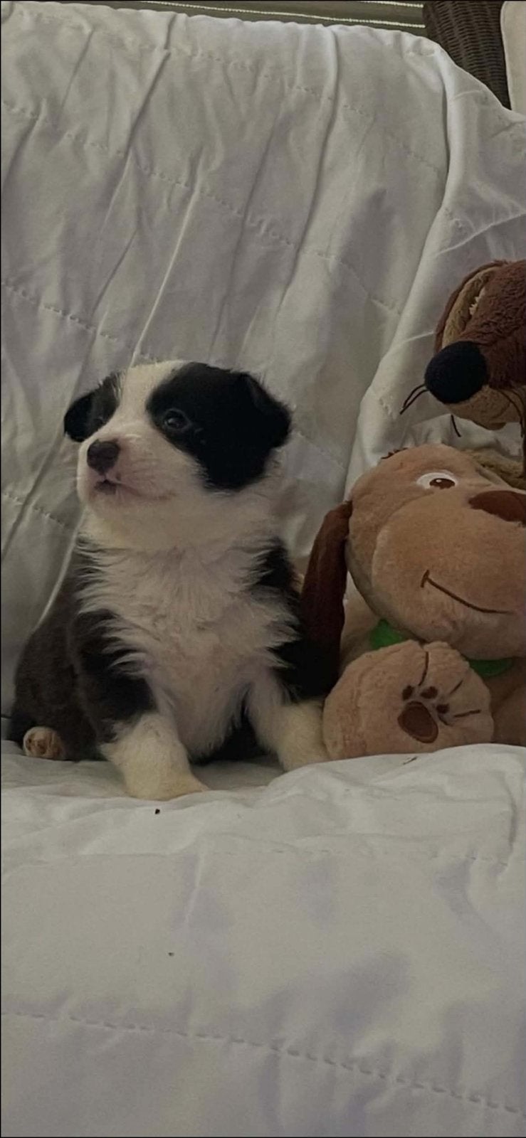 Mooie borgi ‘s te koop, Dieren en Toebehoren, Honden | Herdershonden en Veedrijvers, 8 tot 15 weken, Parvo, Meerdere, Meerdere dieren