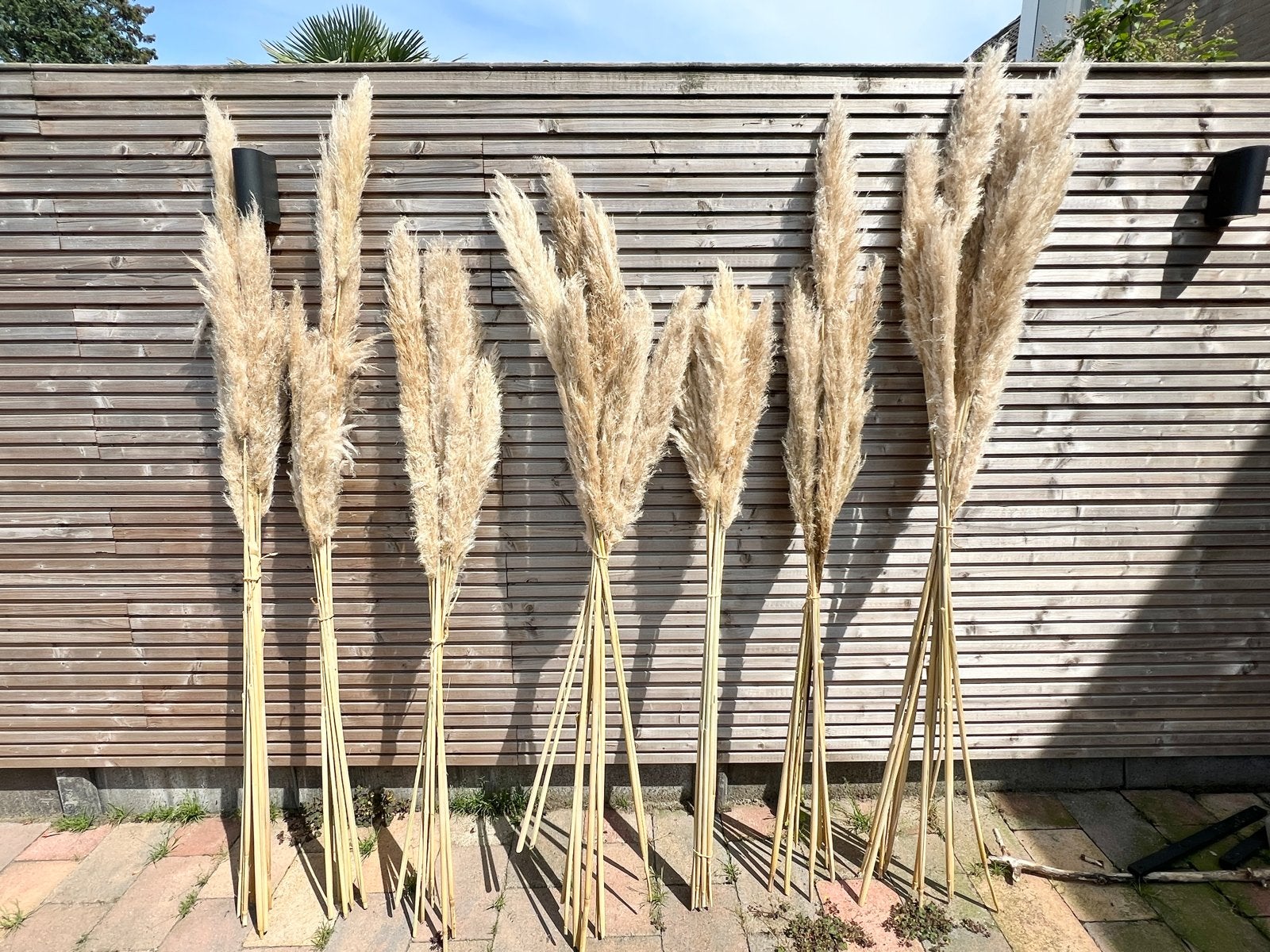 Bosjes pampaspluimen - Minimaal 10 pluimen per bosje, Ophalen, Beige, Boho, Nieuw
