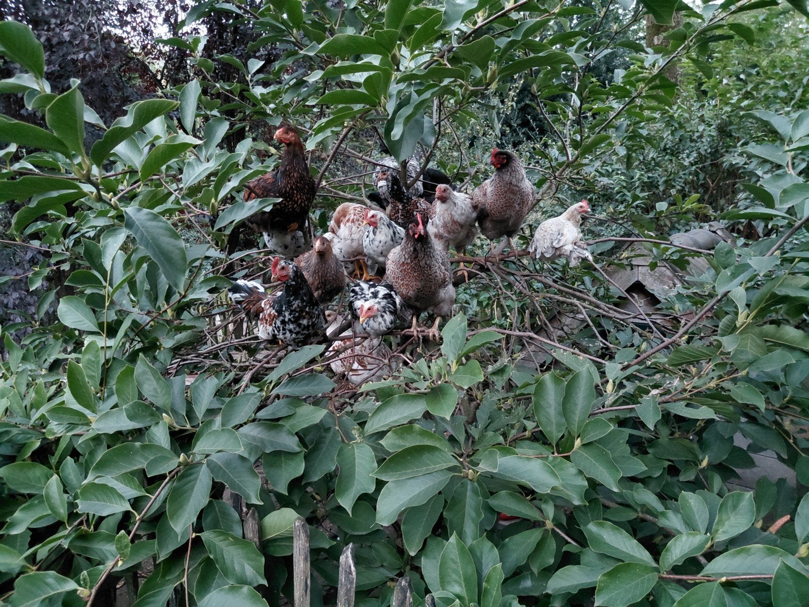 Pita pinta, Zweedse bloemenkip en Wyandotte haantjes, Dieren en Toebehoren, Mannelijk, Kip