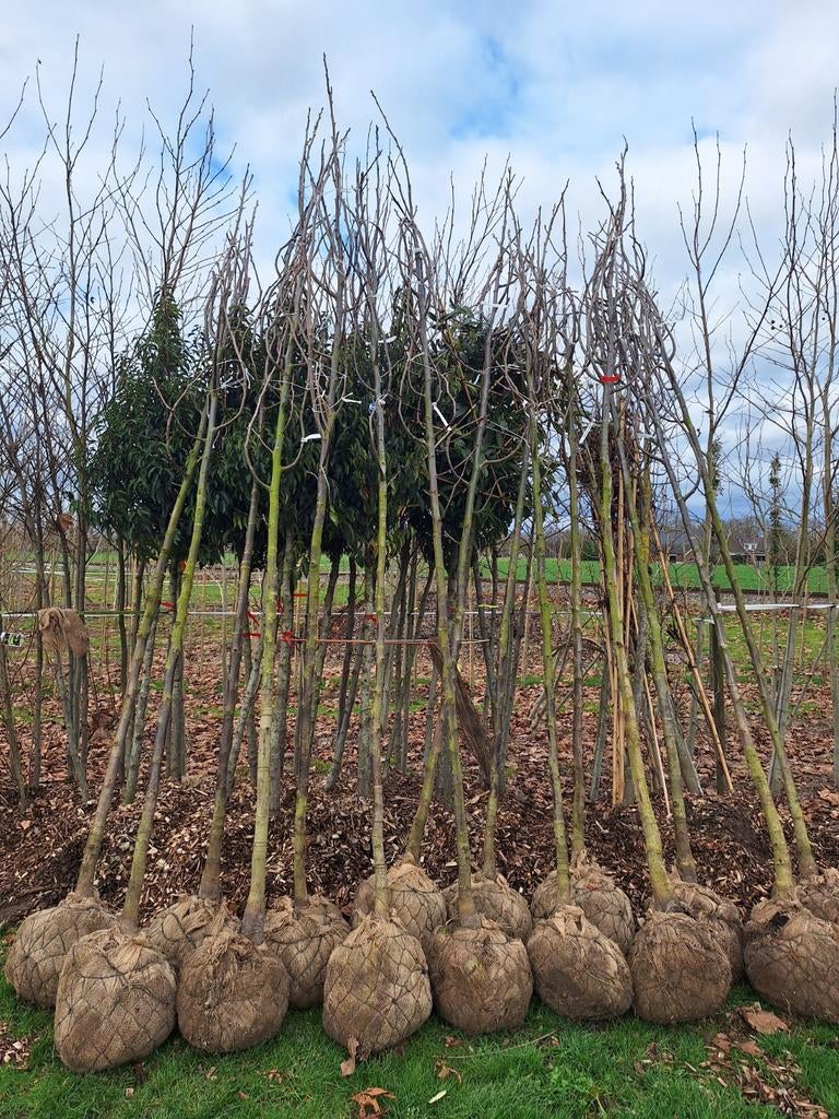Walnoot bomen, Juglans regia, Broadview, Bella Maria, .., Ophalen, Volle zon, Overige soorten, 250 tot 400 cm