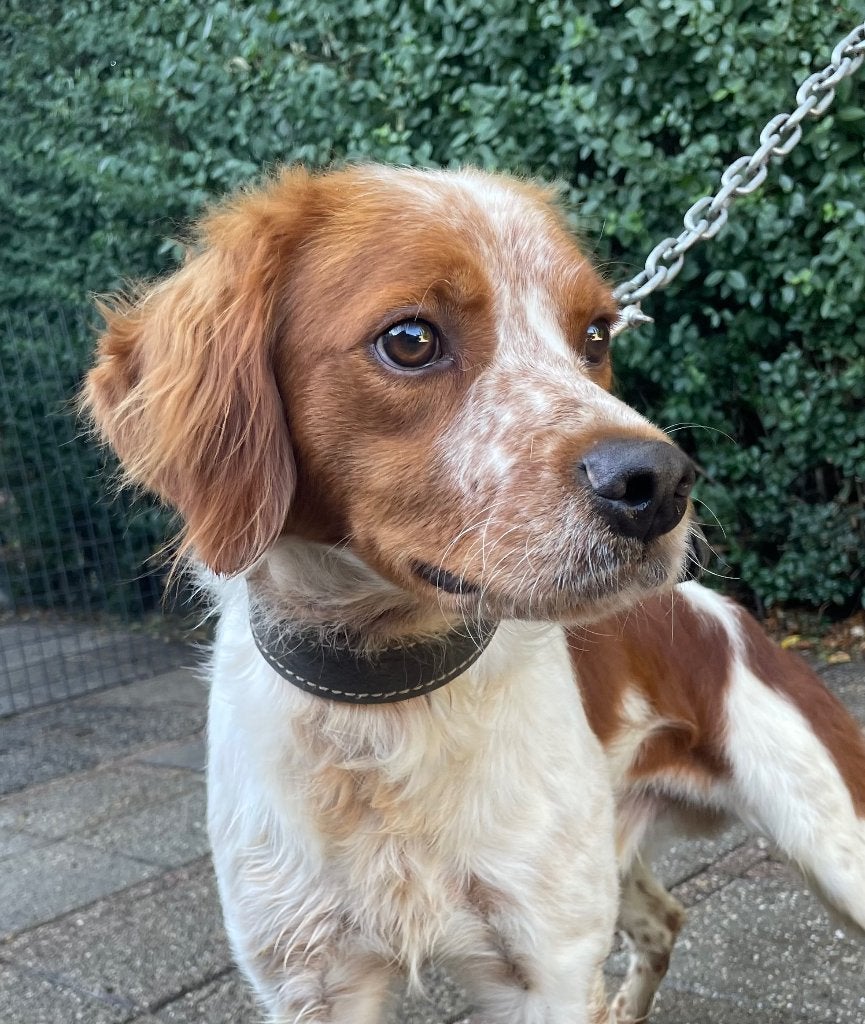 Jonge Brittany Spaniel Reu, 15 weken tot 1 jaar, Reu, Parvo, Eén hond